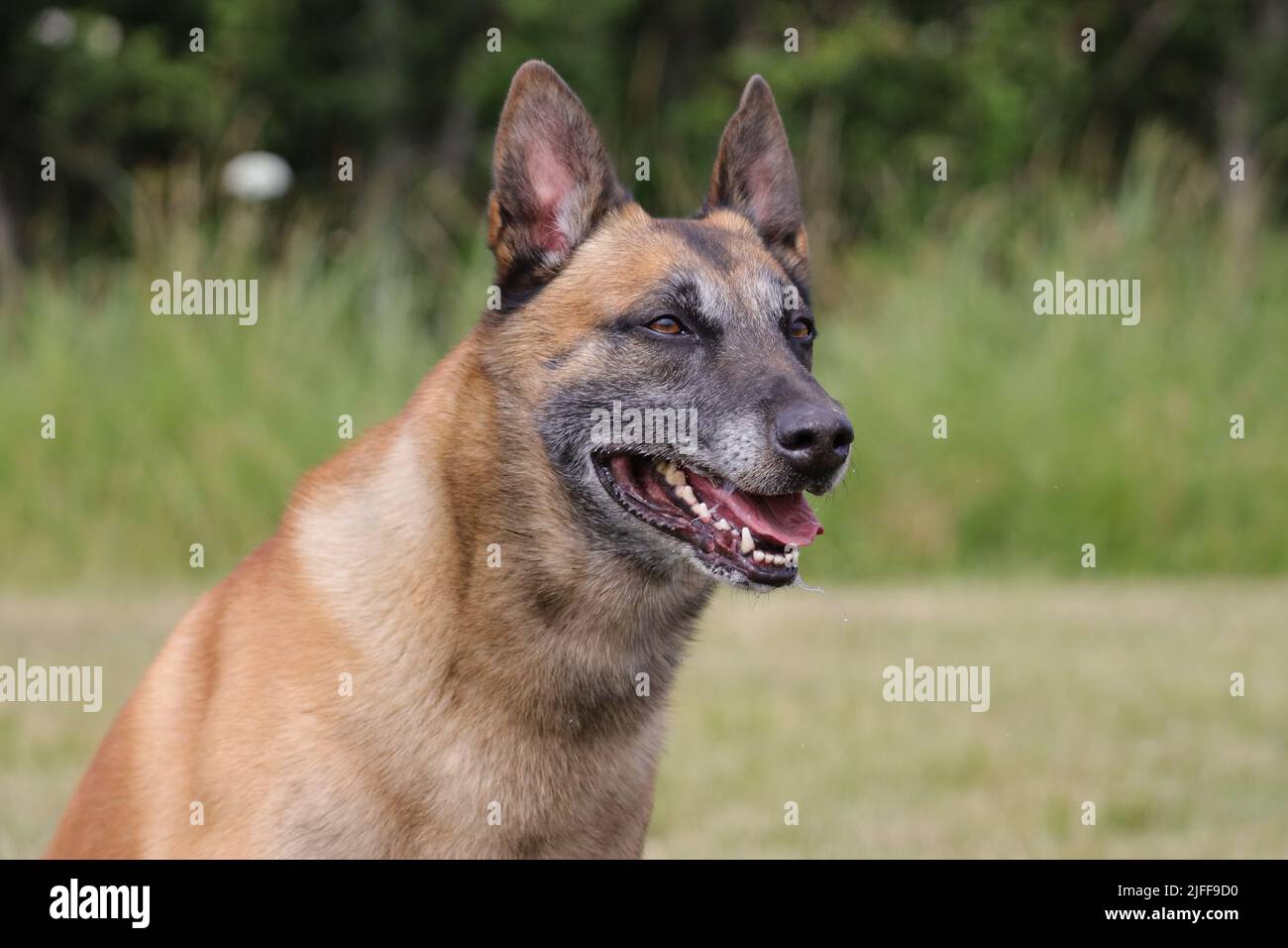 Malinois Belgischer Schäferhund wartet darauf, mit seinem Ball, Hundesport-Training im Spiel zu spielen Stockfoto