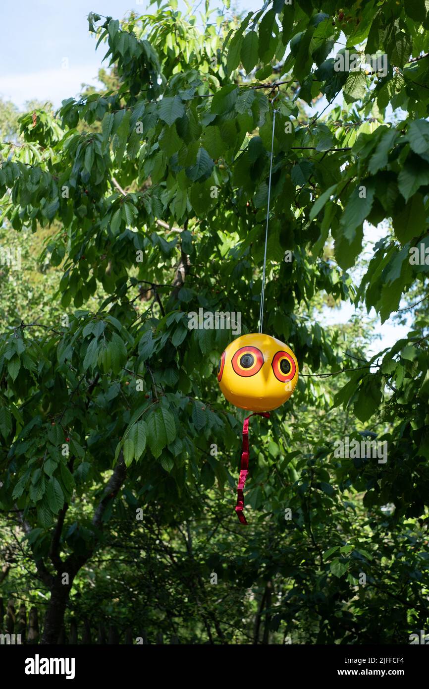 Augenballon oder Vogelschreck. Aufgeblasene, im Wind bewegliche, gegen Vögel scheuende Luftballons wehren häufig auftretende unerwünschte Schädlingsvögel effizient ab Stockfoto