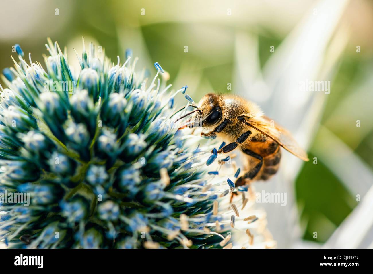 Europäische Honigbiene oder westliche Honigbiene, APIs mellifera auf Blume Stockfoto
