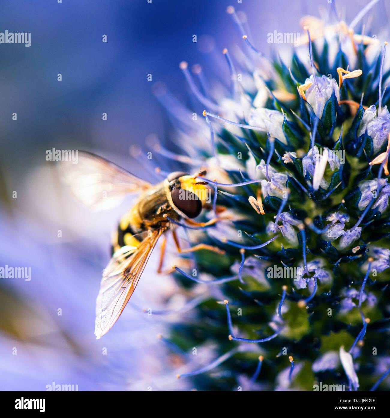 Schwebfliegen, Schwebfliegen, Syrphidae auf blauer Blume Stockfoto