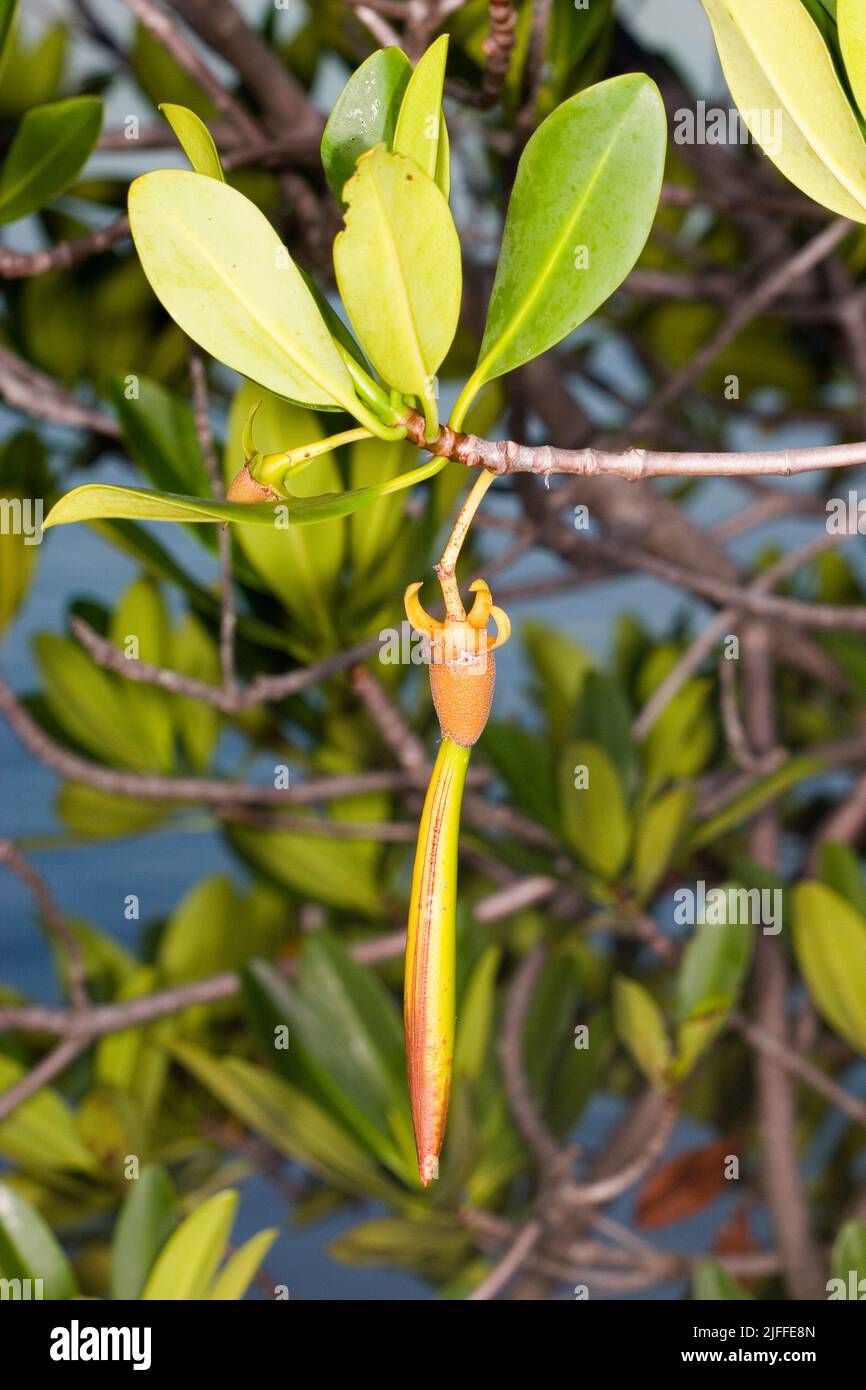 Vermehrung von Red Mangrove, Rhizophora Mangle. Wenn sie reif sind, lösen sich diese jungen Sämlinge vom Stammbaum und schweben im Mündungsgebiet bis zu einem Suitabl Stockfoto