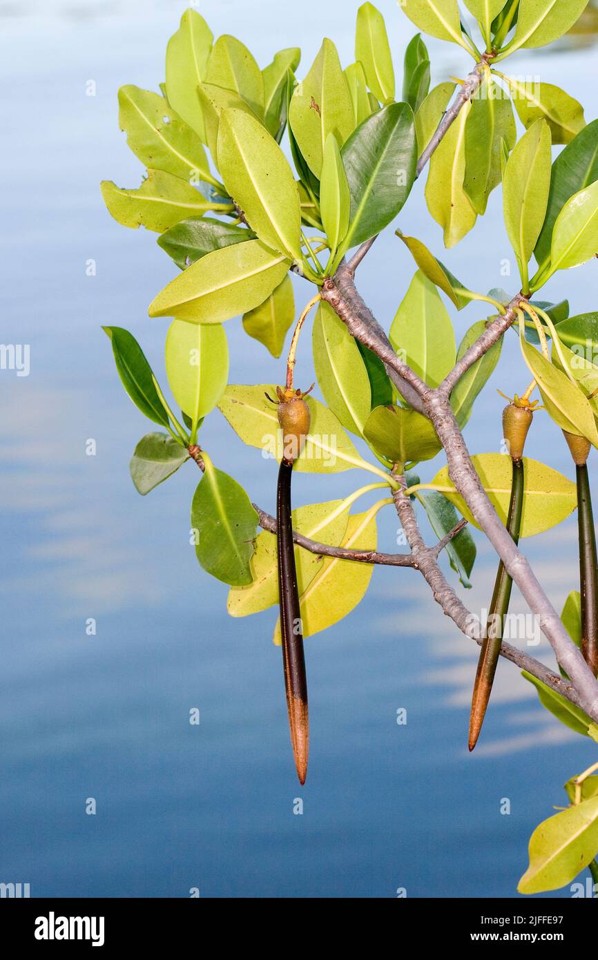 Vermehrung von Red Mangrove, Rhizophora Mangle.Wenn sie reif sind, lösen sich diese jungen Sämlinge vom Stammbaum und schweben in der Mündung bis zu einem geeigneten Stockfoto