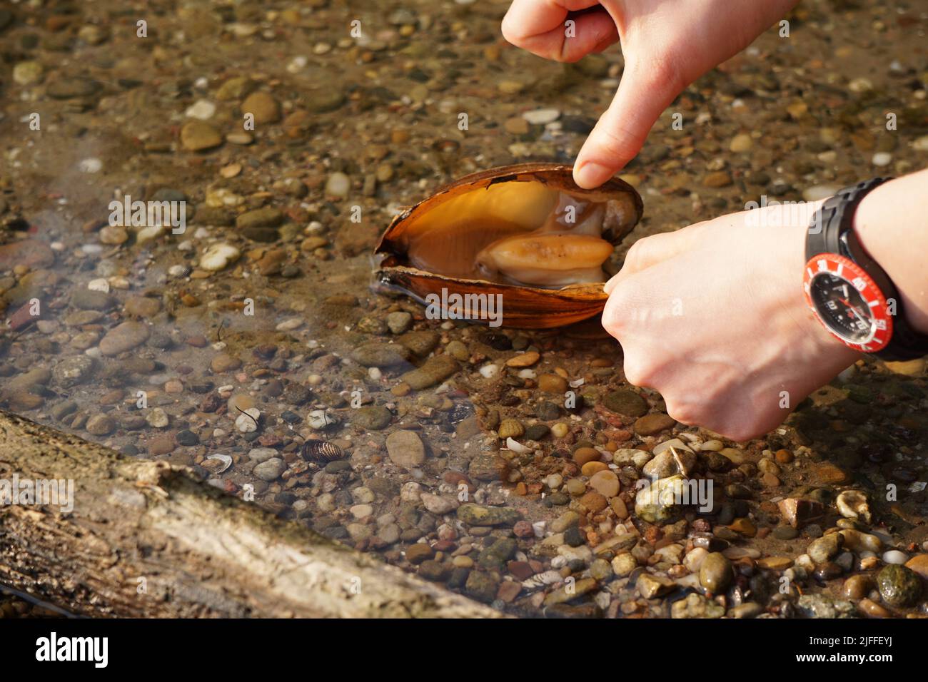 Eine Nahaufnahme von erwachsenen Händen, die eine große Muschel im seichten Wasser öffnen Stockfoto