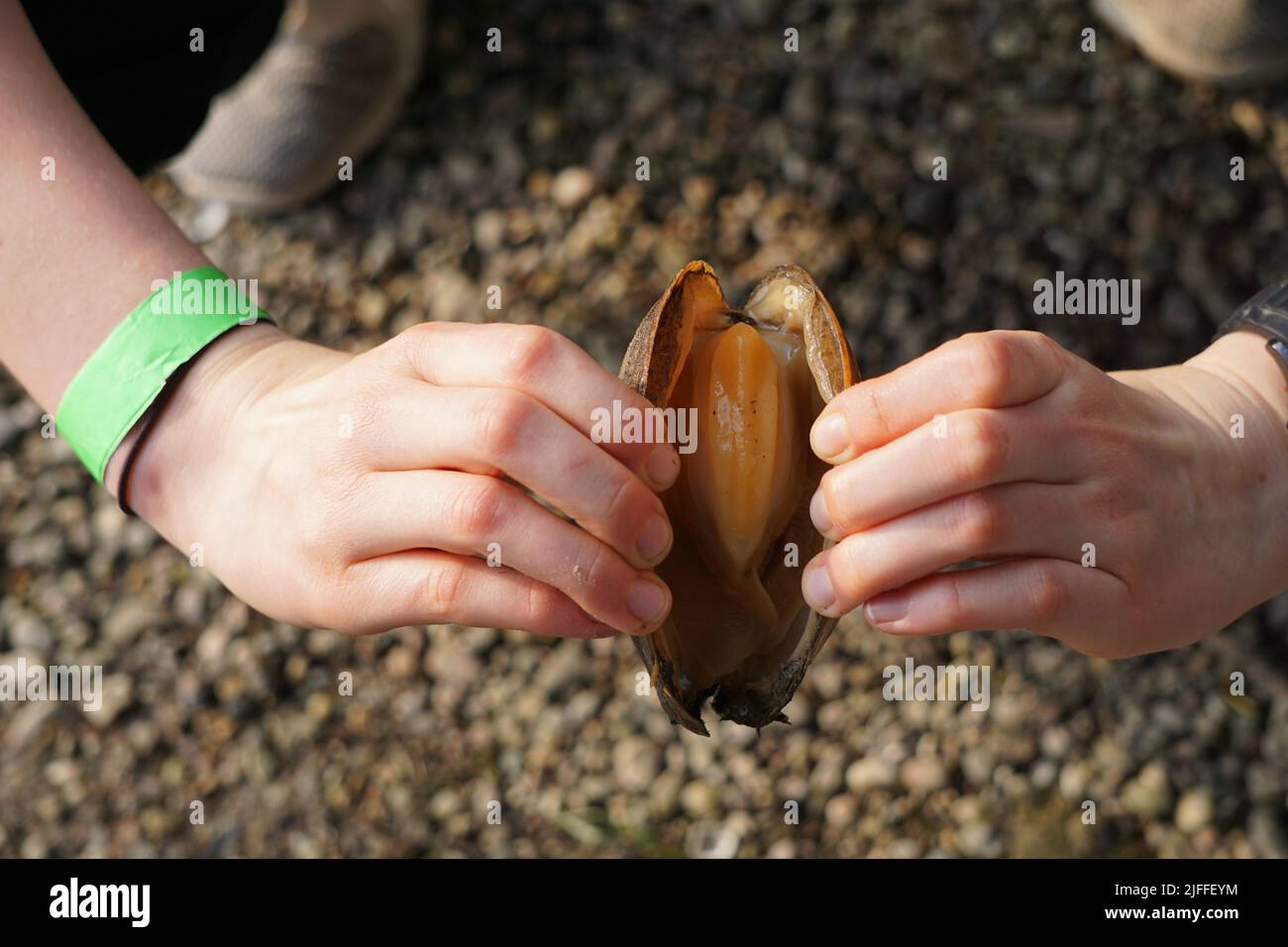 Ein Spitzenschuss von erwachsenen Händen, die versuchen, eine große Muschel zu öffnen Stockfoto