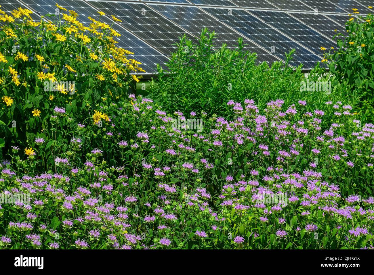 Bienenbalsam und mehrjährige Sonnenblumen mit Sonnenkollektoren im Hintergrund, die Nachhaltigkeit durch Koexistierung in einem Bestäubergarten veranschaulichen. Stockfoto