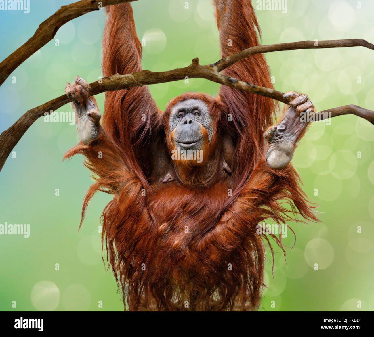 Nahaufnahme der glücklichen Frau Orangutan, die vom Ast schwingt Stockfoto