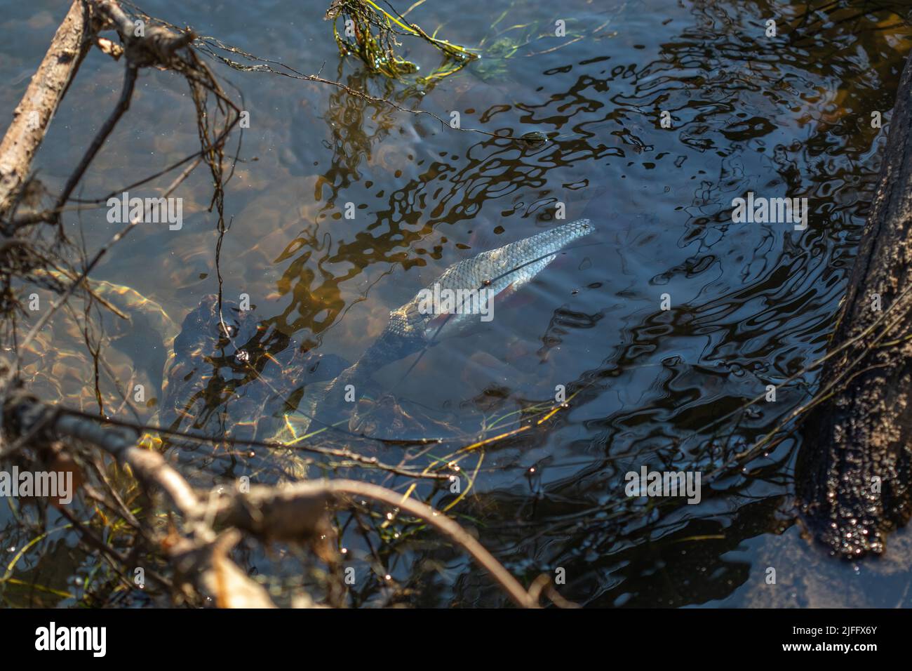Die schlange frisst fisch Fotos und Bildmaterial in hoher Auflösung