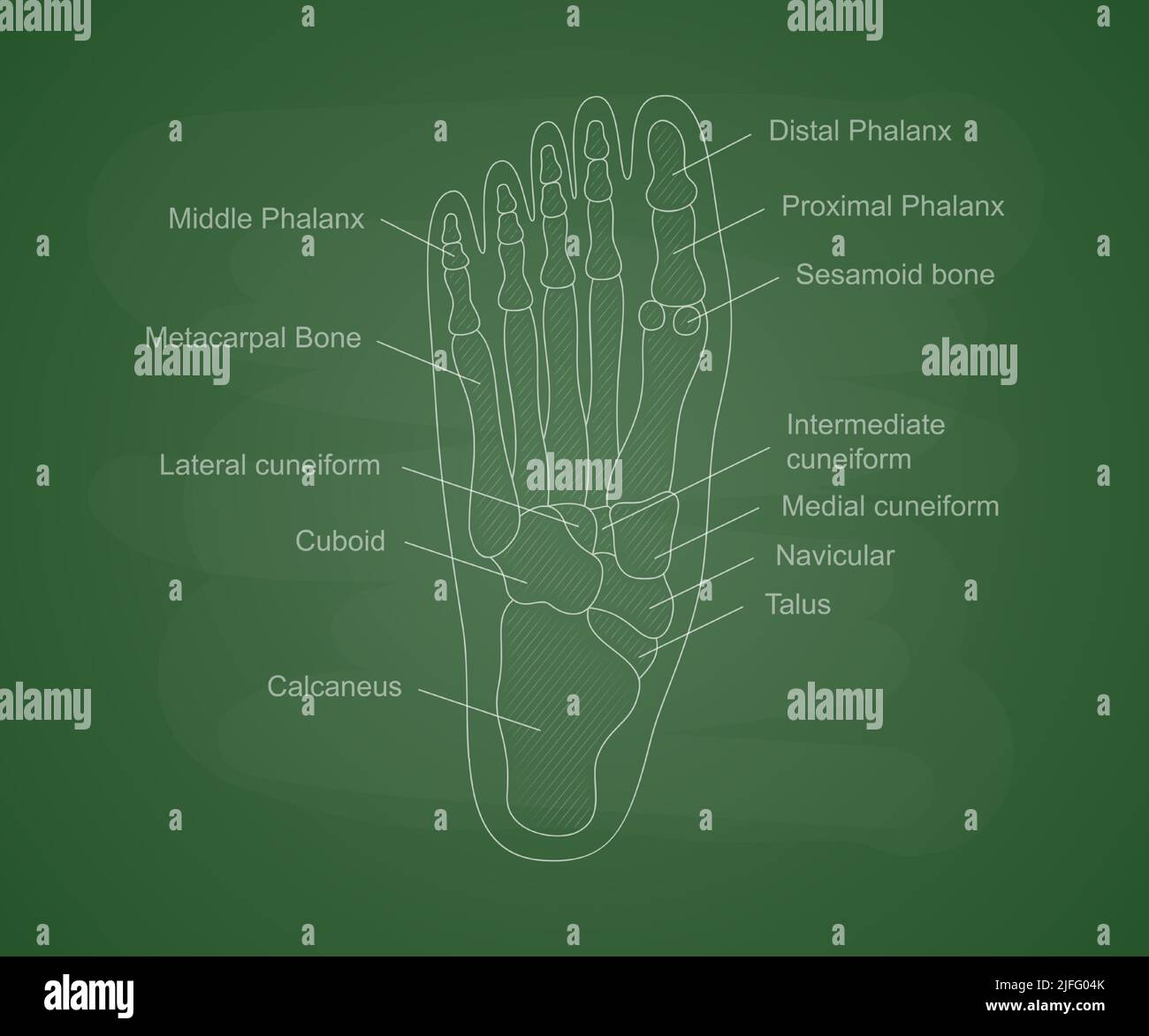 Anatomie der menschlichen Fußknochen auf einem grünen Schulbrett ...