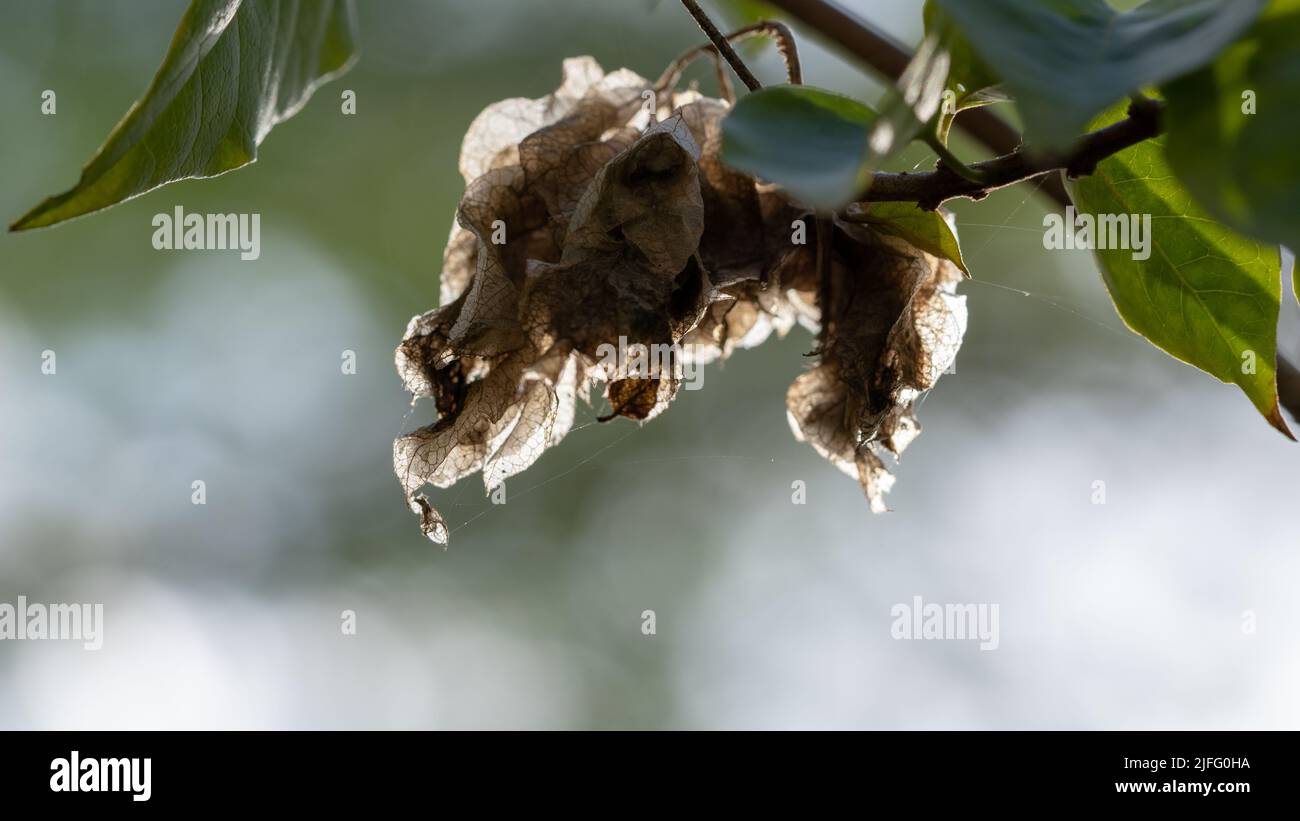 Weiße, tote Bougainvillea Blume auf hellem Hintergrund Stockfoto