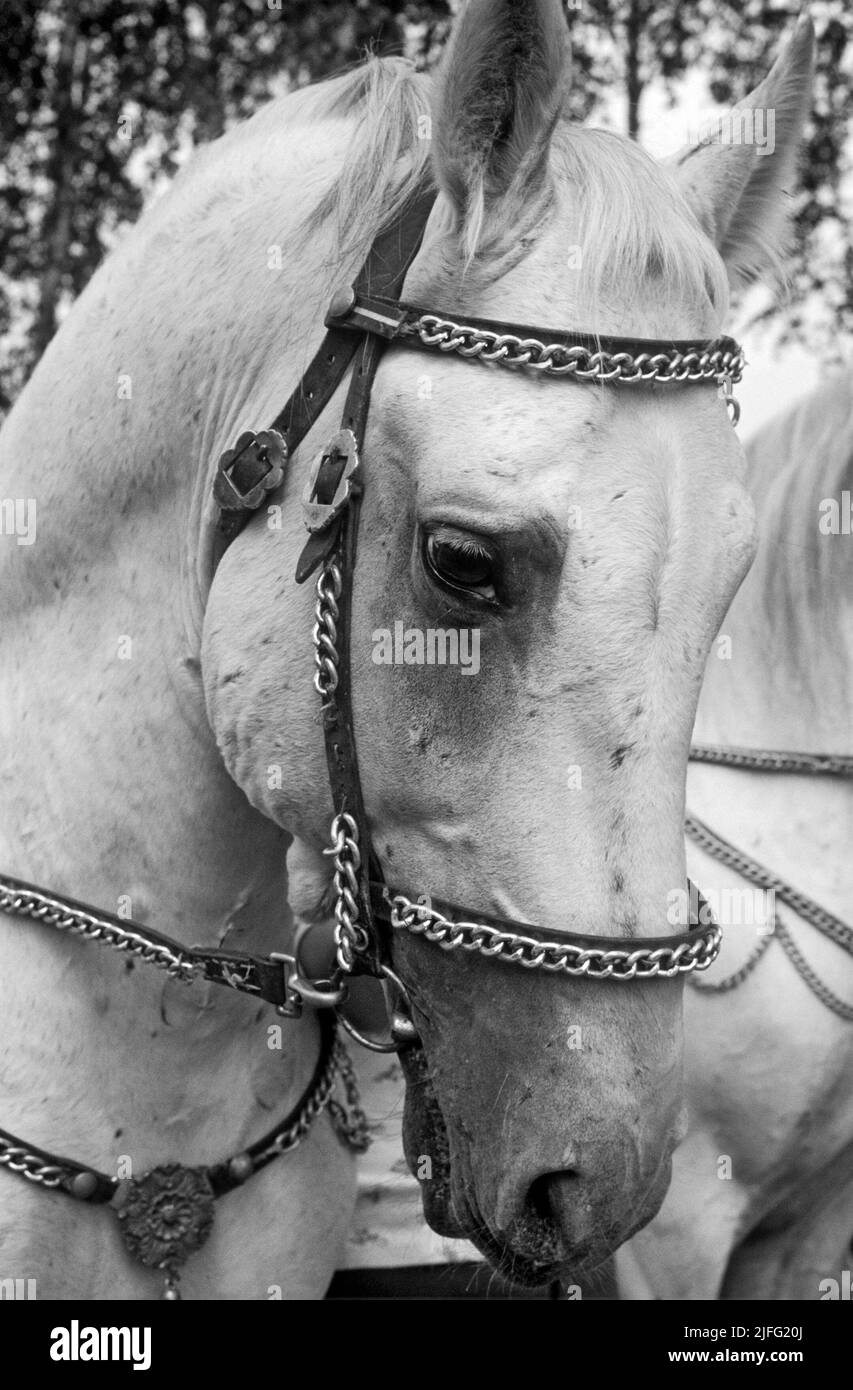 Lipizzan Pferd, benannt nach dem Gestüt Lipizza der Habsburger Monarchie. In der Regel grau in der Farbe, eng mit der spanischen Reitschule von Wien verbunden. Dieses Paar Lipizzan-Pferde gehört zu der Zeit der Kronprinzessin Victoria von Schweden namens Capriole und Croupade. Sie wurden ihr von der schwedischen Gesellschaft der lipizzan-Pferde 1977 geschenkt. Schweden Kristoffersson Ref. CV72-5 Stockfoto