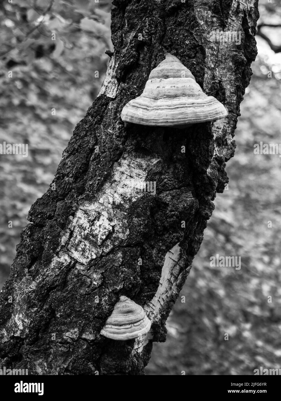 Pilz auf Birkenbaum-Stamm Detail mit Rindenstruktur in Schwarzweiß bei Karlovy Vary, Tschechische Republik Stockfoto