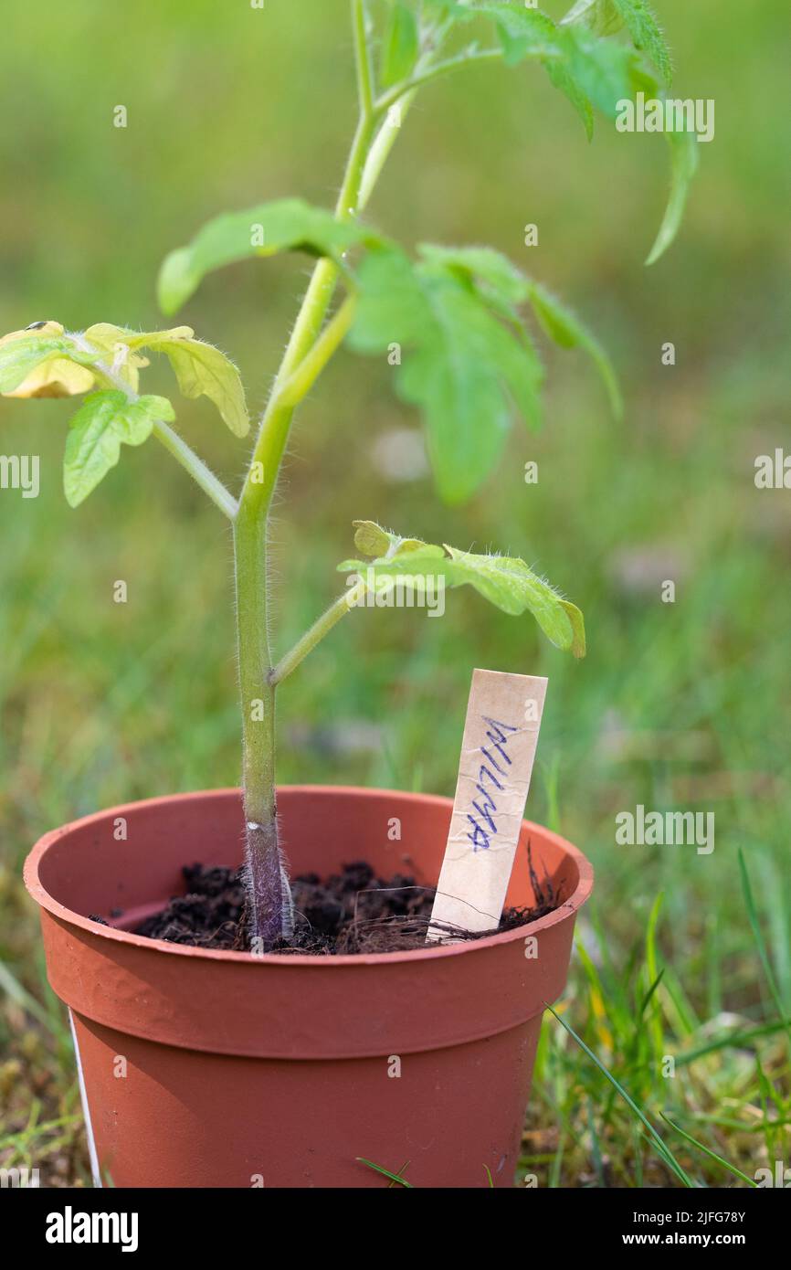 Foto einer grünen Tomatenpflanze in einem Topf für den Anbau ökologischer Lebensmittel Stockfoto