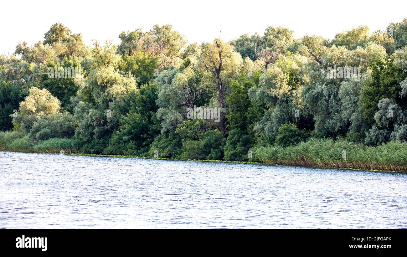 Bild vom Ufer des großen Flusses mit Schilf und Bäumen überwuchert Stockfoto
