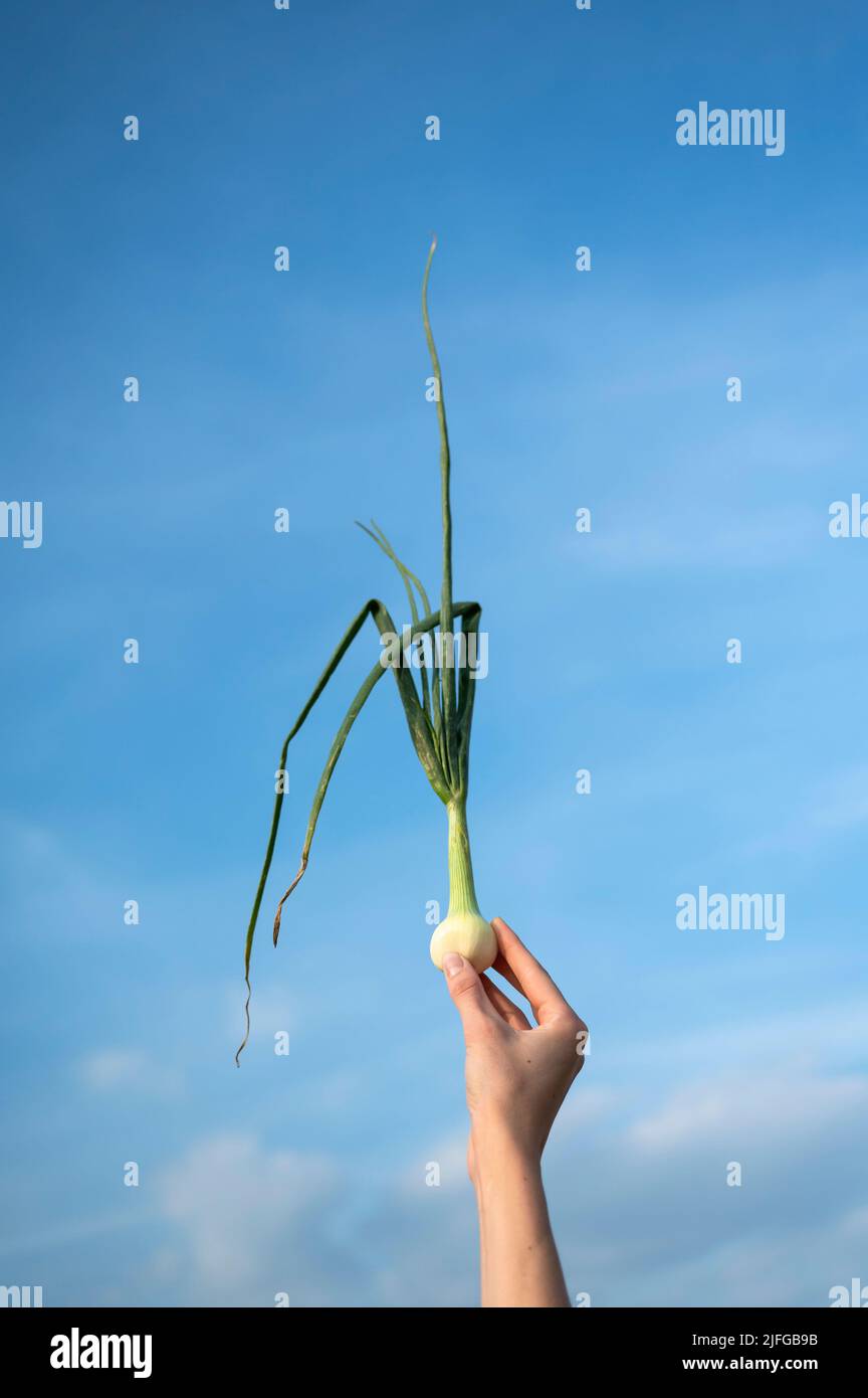 Hand hält Zwiebelpflanze über dem Himmel Stockfoto