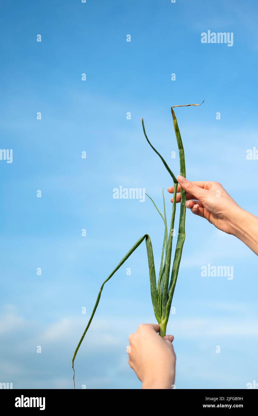 Hand hält Zwiebelpflanze über dem Himmel Stockfoto