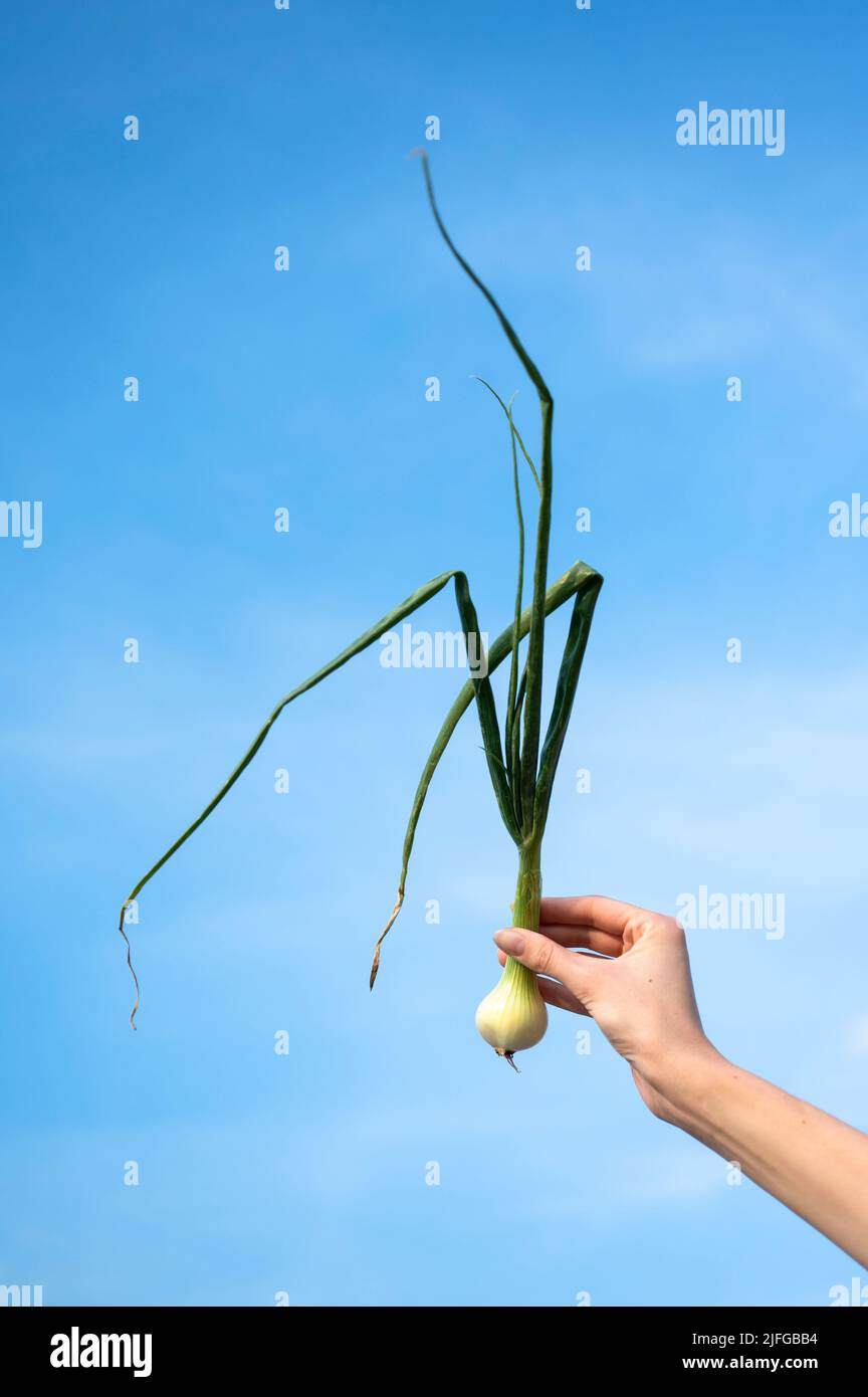 Hand hält Zwiebelpflanze über dem Himmel Stockfoto