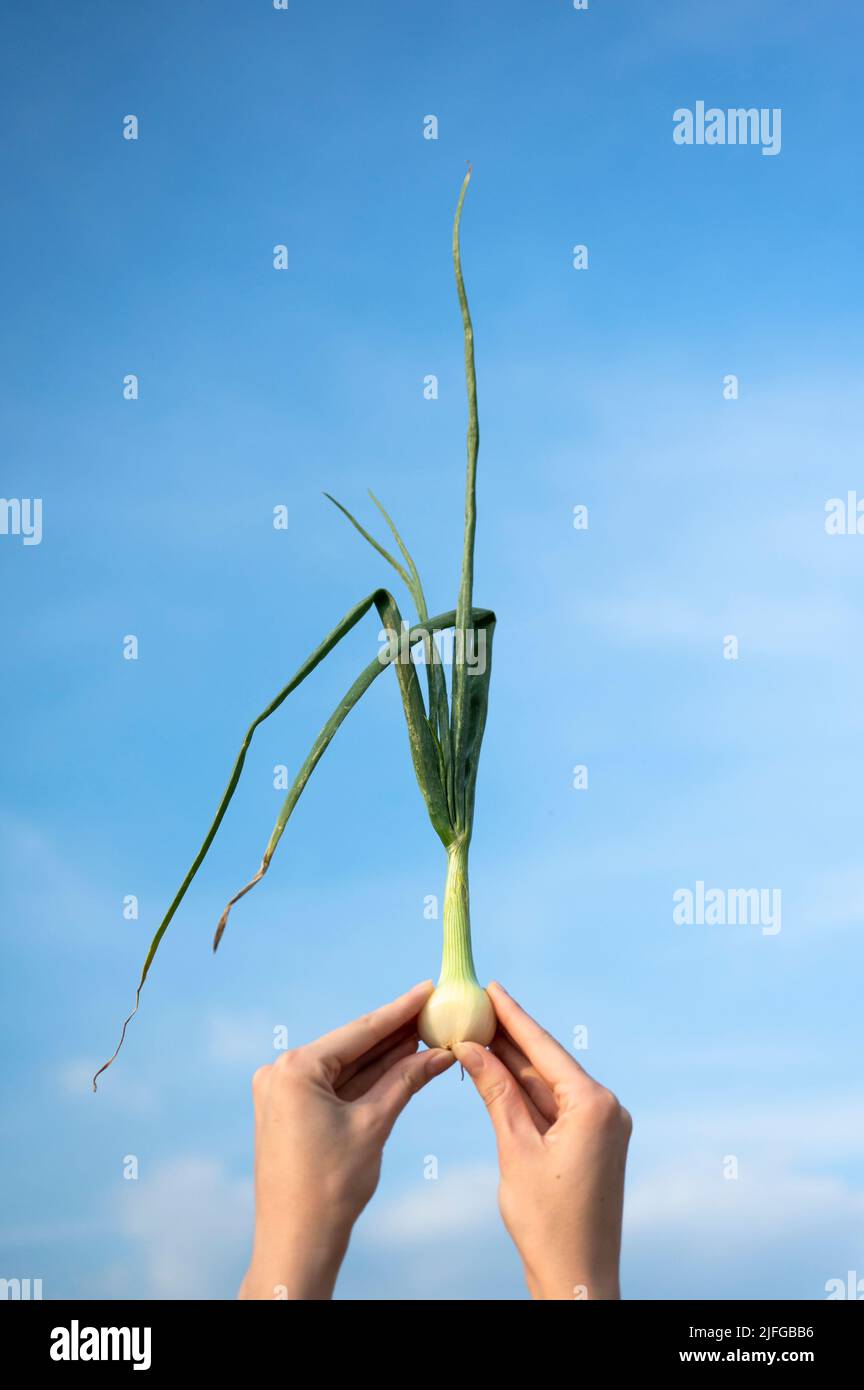 Hand hält Zwiebelpflanze über dem Himmel Stockfoto
