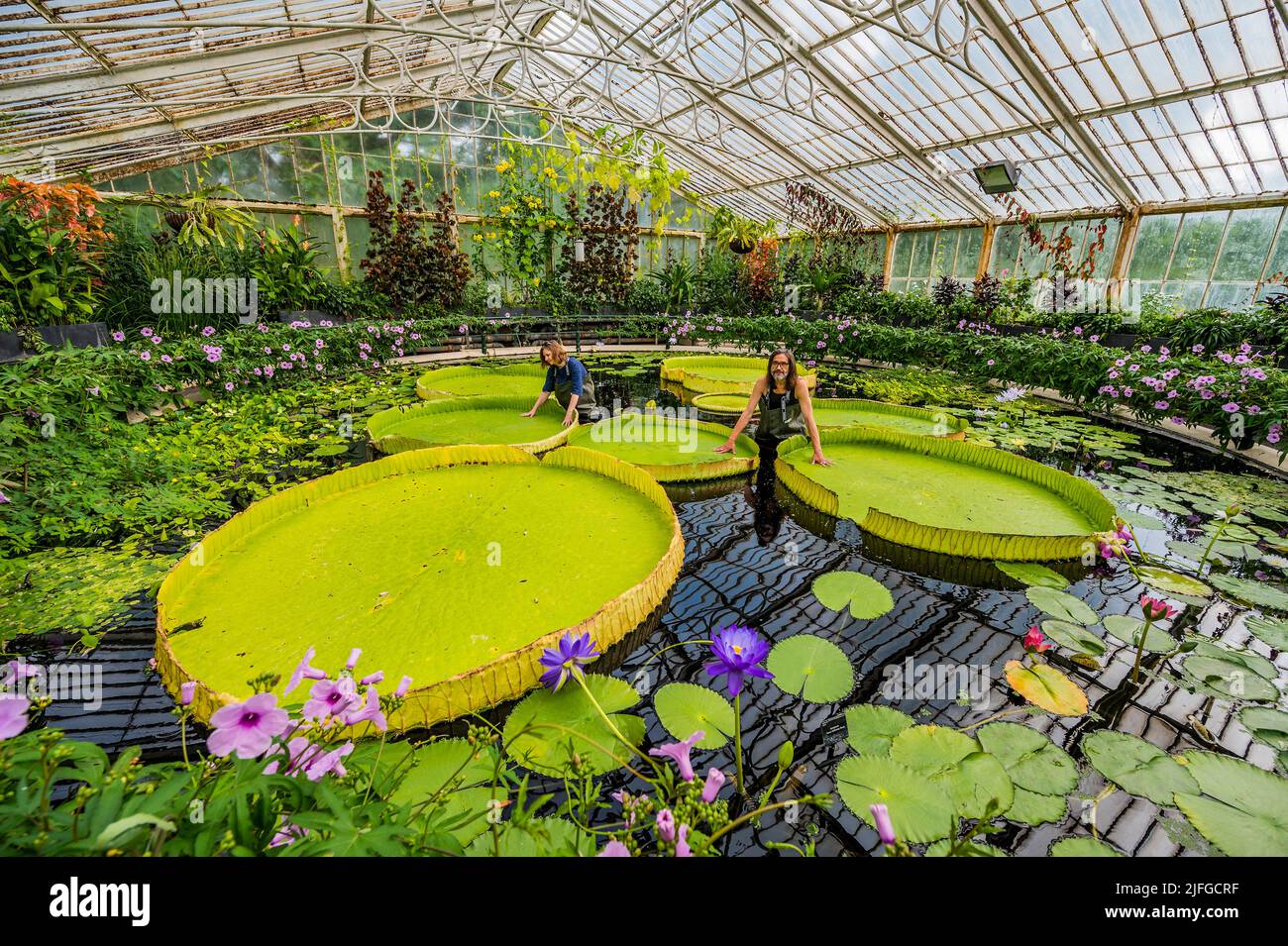 EMBARGO bis 05:00 BST Montag, 4. Juli 2022 - London, Großbritannien. 3. Juli 2022. Eine riesige Seerose, die im Waterlilly House in Kew Gardens angebaut wird, wurde nach einem Papier benannt, das heute (04/07/22) in der Zeitschrift Frontiers in Plant Science - Condensiling Years of Investigation von einem Team unter der Leitung von Kews Carlos Magdalena (im Bild) veröffentlicht wurde. Die botanische Künstlerin Lucy Smith (im Bild) und die Biodiversitätsgenomik-Forscherin Natalia Przelomska, zusammen mit Partnern des Nationalen Herbariums von Bolivien, des Botanischen Gartens Santa Cruz de La Sierra und der Gärten La Rinconada. Victoria bolivien Stockfoto