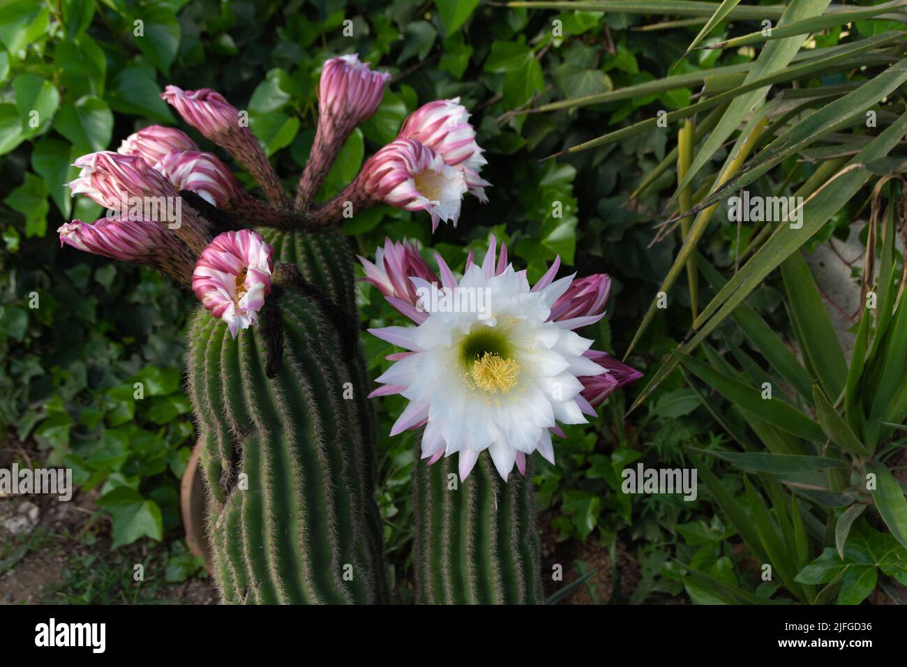 San Pedro Kaktus Blume mit weien Bltter sprieen von den grnen Stengel  Stockfotografie - Alamy