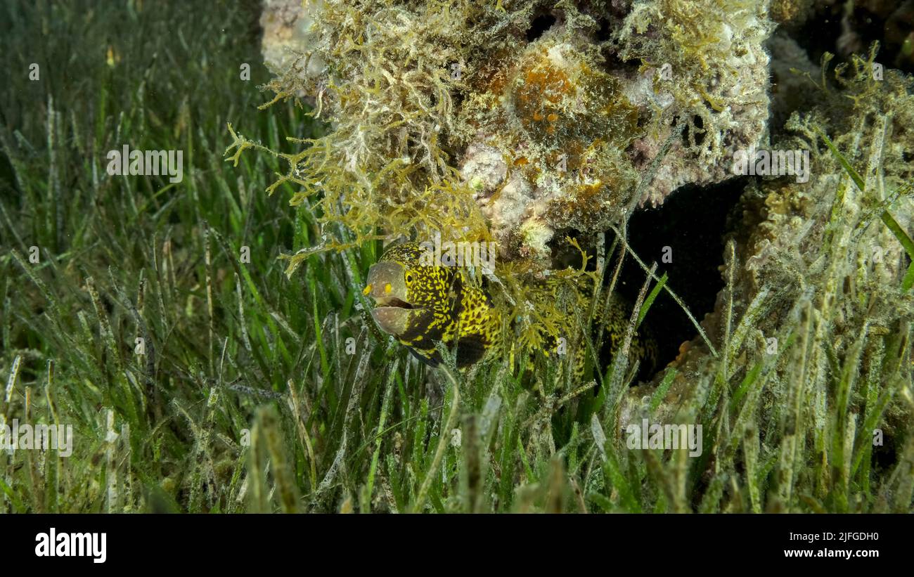 Nahaufnahme von Moray am Korallenriff. Schneeflockenmoräne oder Sternenmoräne (Echidna nebulosa) auf Seegras Zostera. Rotes Meer, Ägypten Stockfoto