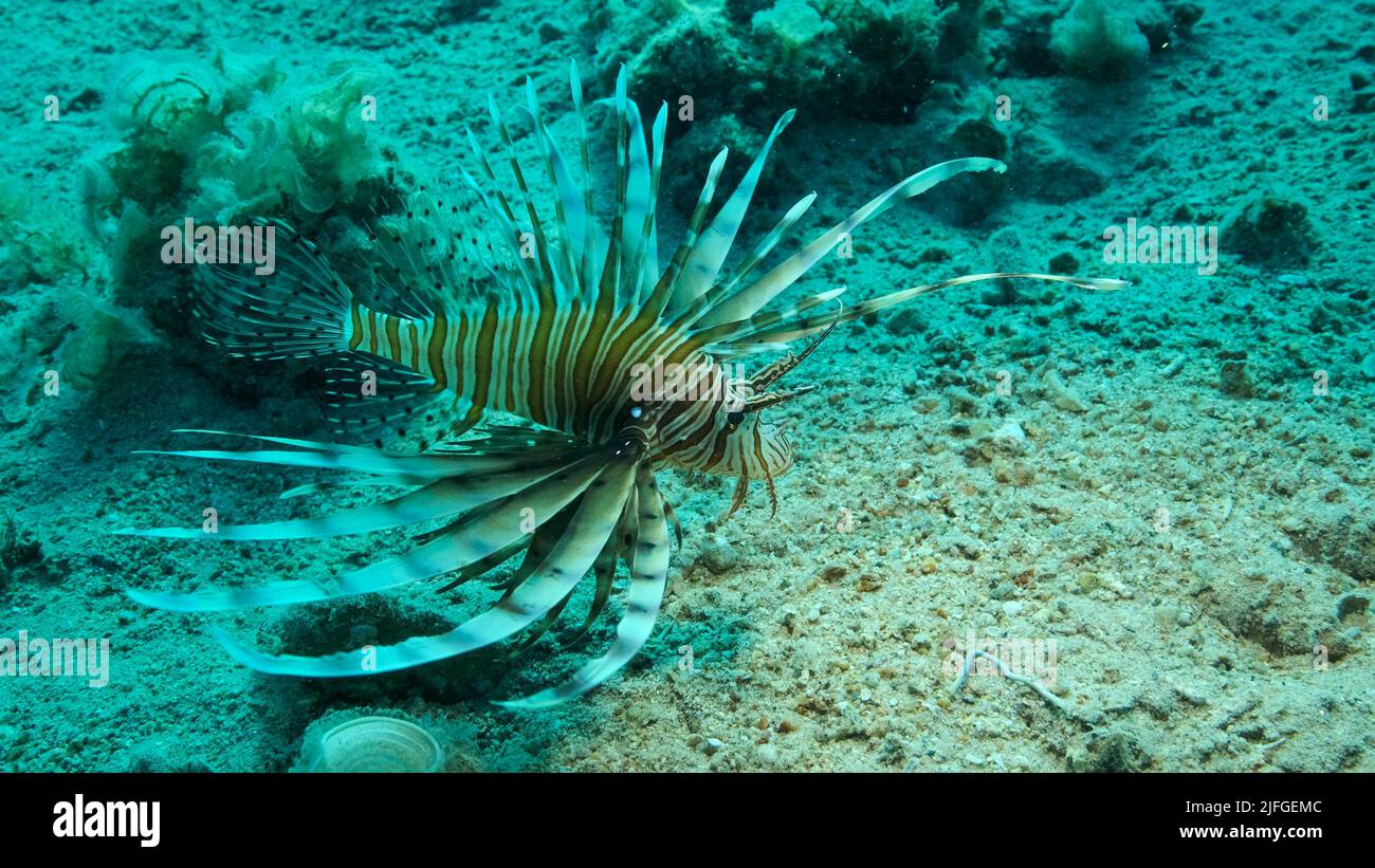 In der Nähe des Korallenriffs schwimmen gemeine Lionfische oder Rotlionfische (Pterois volitans). Rotes Meer, Ägypten Stockfoto