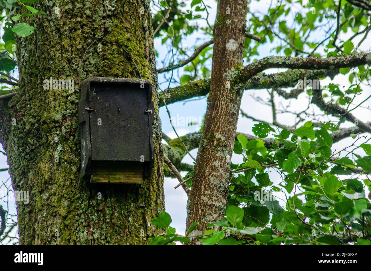 Foto eines alten Feeders im Wald. Nahaufnahme. Stockfoto