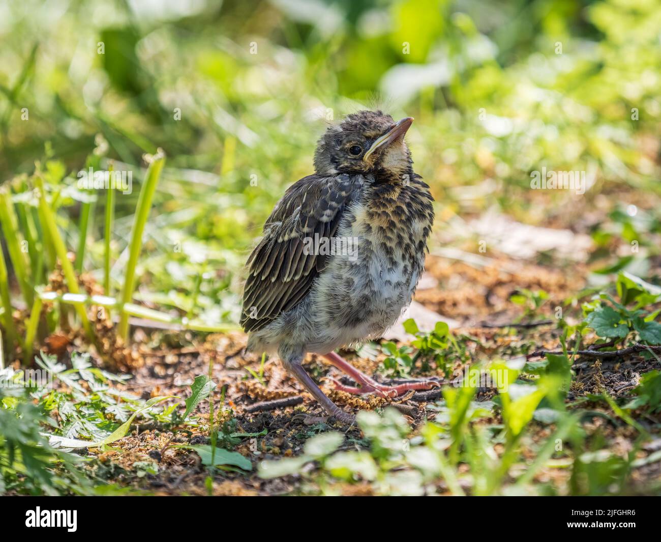 Ein Feldfeilchen, Turdus pilaris, hat das Nest verlassen und sitzt auf dem Frühlingsrasen. Ein Feldfare Küken sitzt auf dem Boden und wartet auf Nahrung von seinem Stockfoto