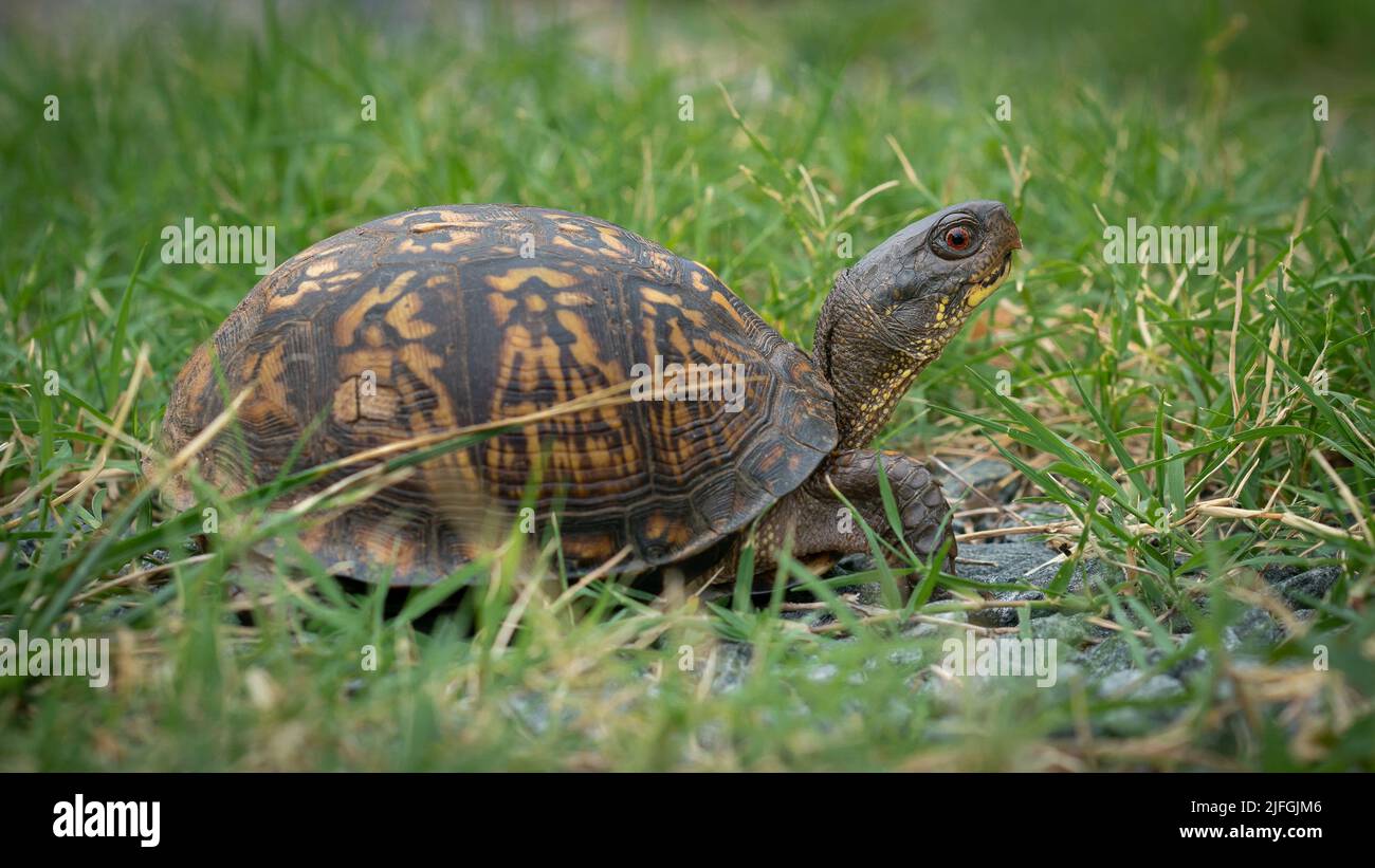 Eine männliche Kastenschildkröte, die sich durch das Gras bewegt. Stockfoto