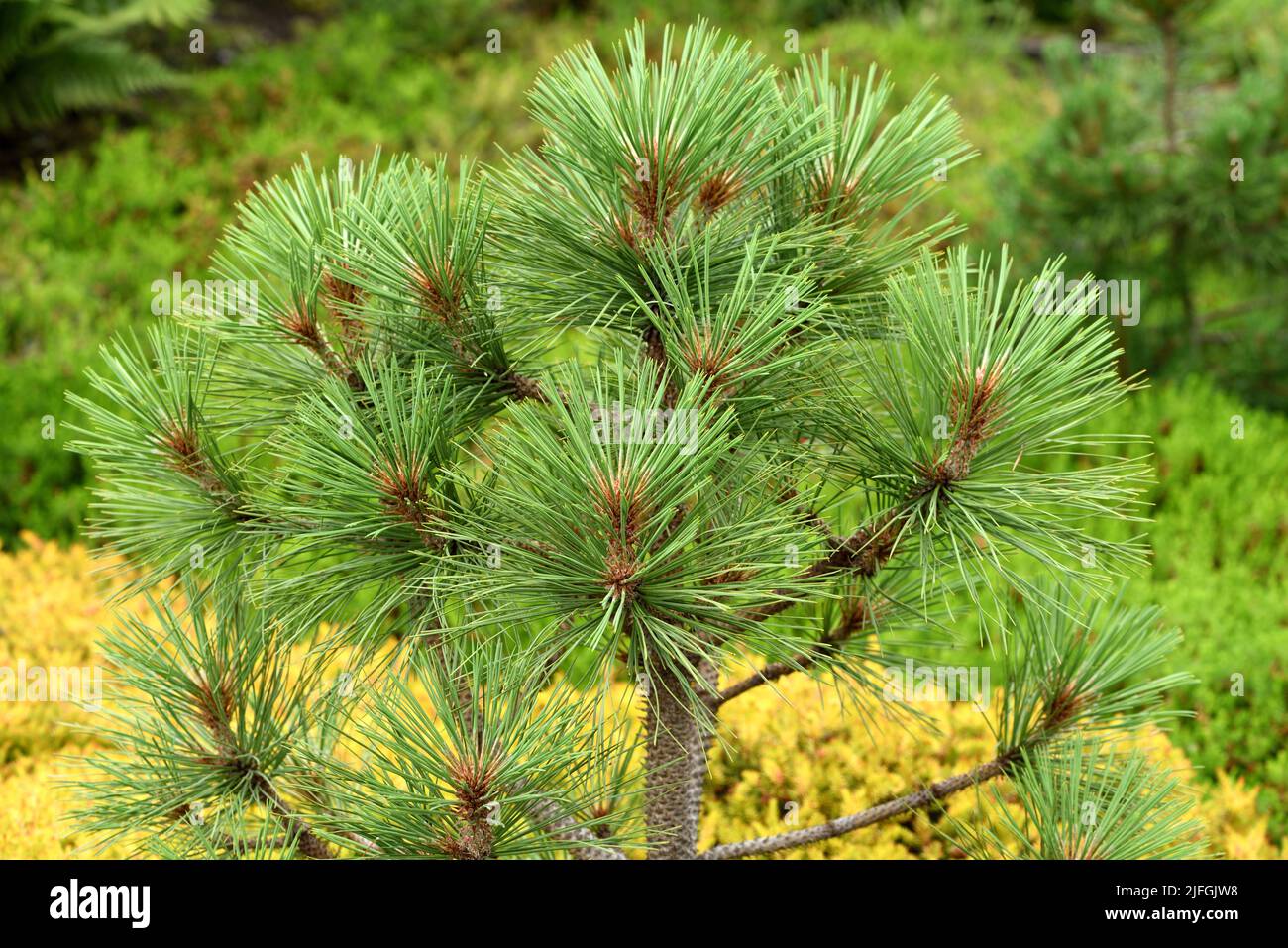 Jeffreys Pine Joppi Stockfoto