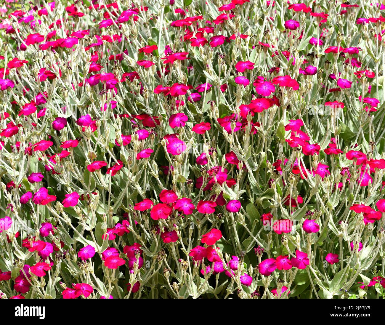 Lychnis Coronaria. Stockfoto