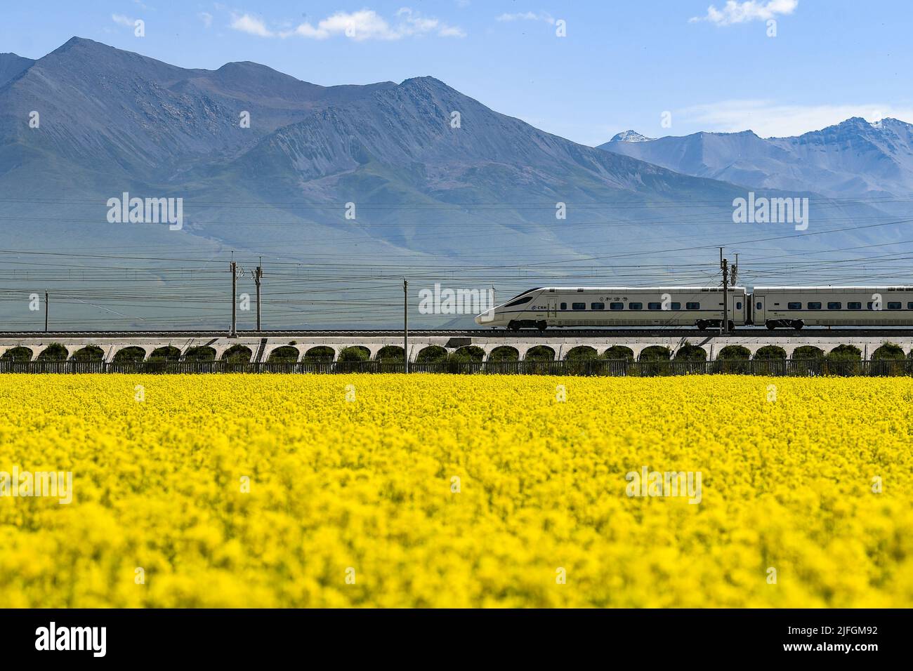 (220703) -- MENYUAN, 3. Juli 2022 (Xinhua) -- Ein Zug fährt an cole Blumenfeldern im Menyuan Hui Autonomen Bezirk Haibei Tibetische Autonome Präfektur, nordwestlich der chinesischen Provinz Qinghai, 3. Juli 2022 vorbei. (Xinhua/Zhang Long) Stockfoto