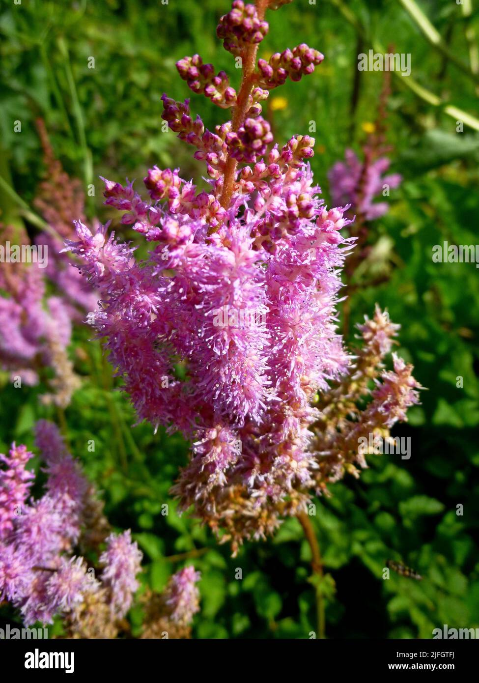 Astilbe arendsii rosa Blüten, Ziegenbart, falsche Spirea im Sommergarten Stockfoto