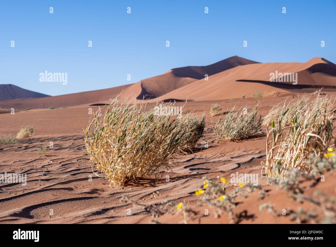 Wüstenlandschaft mit Gräsern und roten Sanddünen, Sossusvlei, Namibia Stockfoto