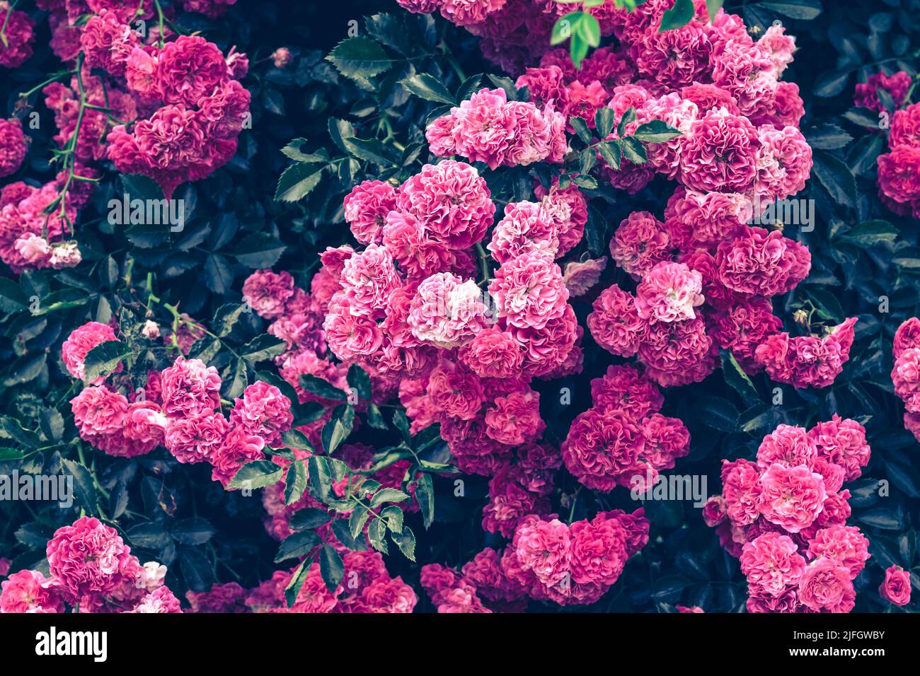 Hintergrund von rosa Buschrosen Nahaufnahme. Textur von Grün und Blumen im Garten. Schöne helle Farben. Vorlage für Grußkarten-Design. Blumen Stockfoto