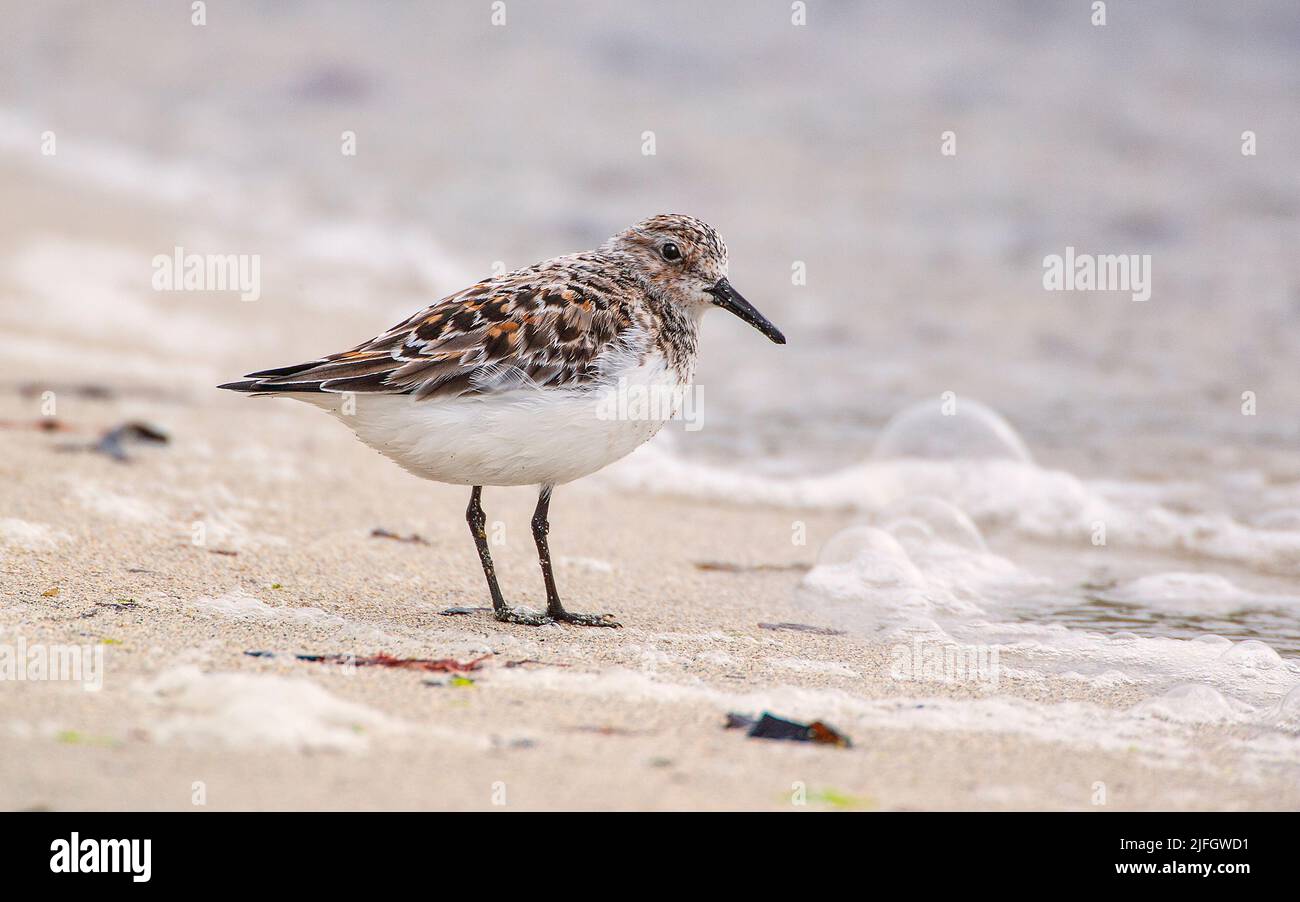 Sanderling (Calidris alba) im Sommergefieder, Shetland Islands, Schottland, Großbritannien Stockfoto