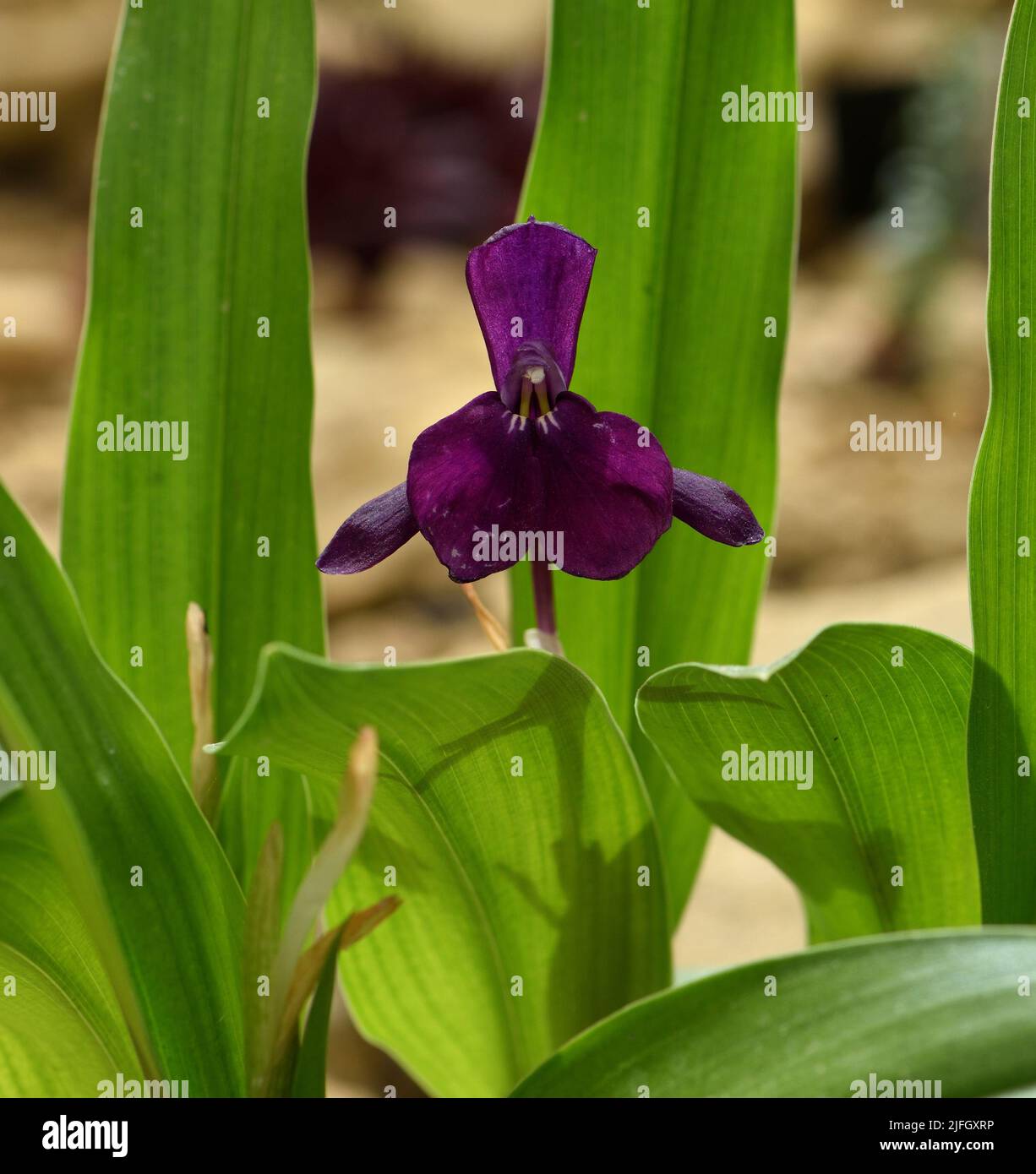 Eine einzelne violette Blüte von Roscoea Harvestington Evening Star. Stockfoto