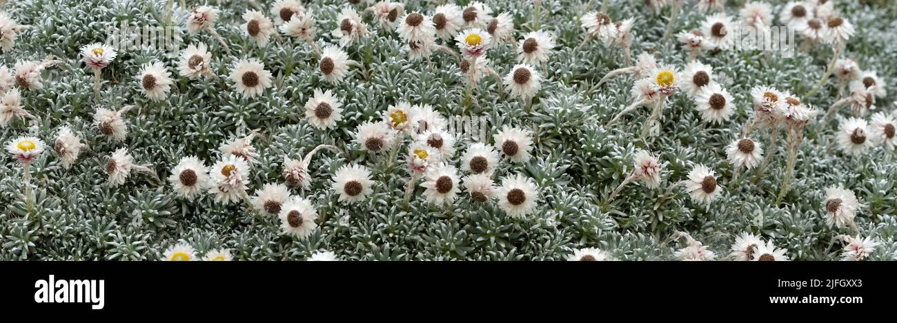 Eine Gruppe von Helichrysum arwae.in blüht. Stockfoto