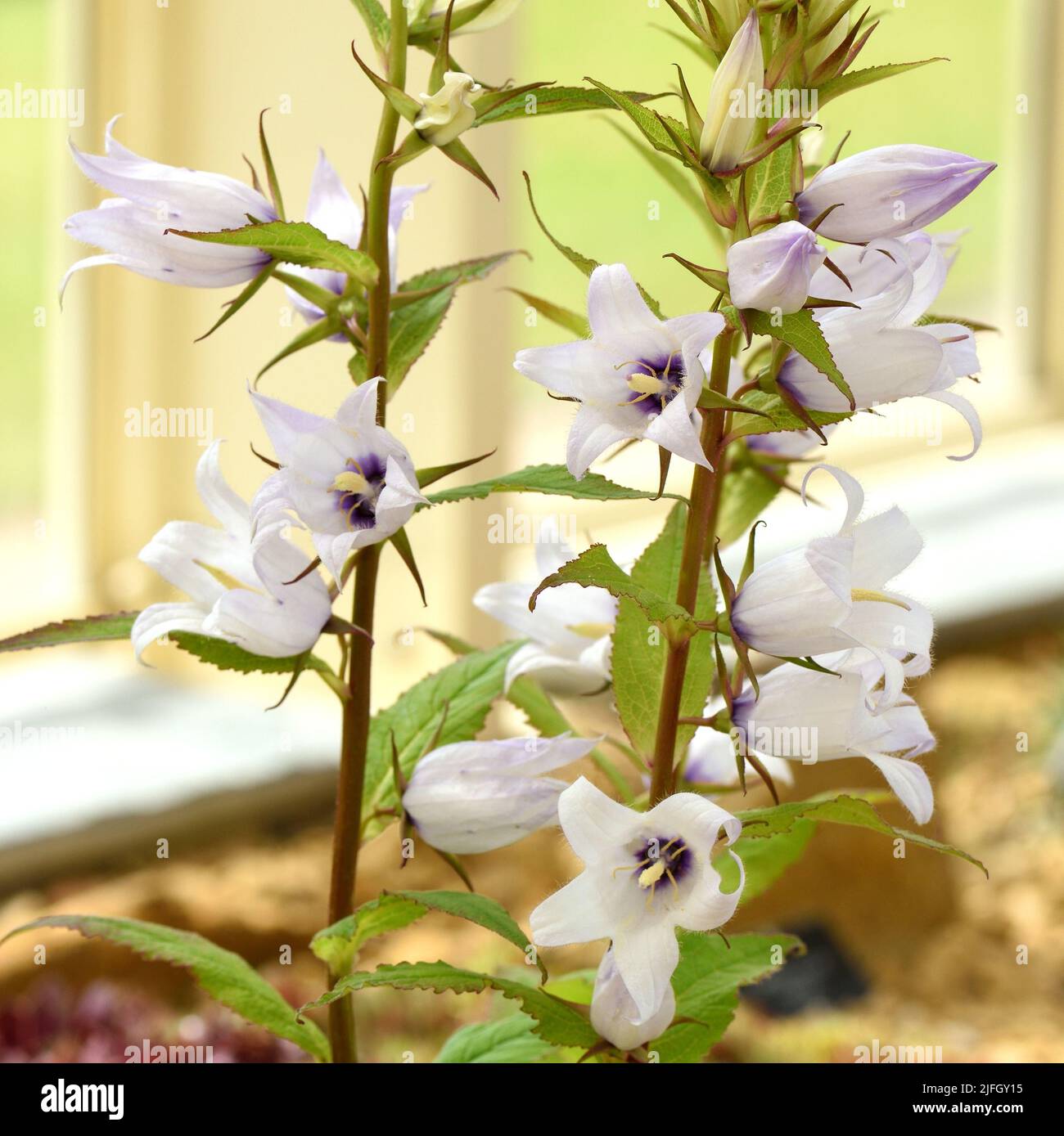 Die weißen Blüten von Campanula Faichem Lilac. Stockfoto