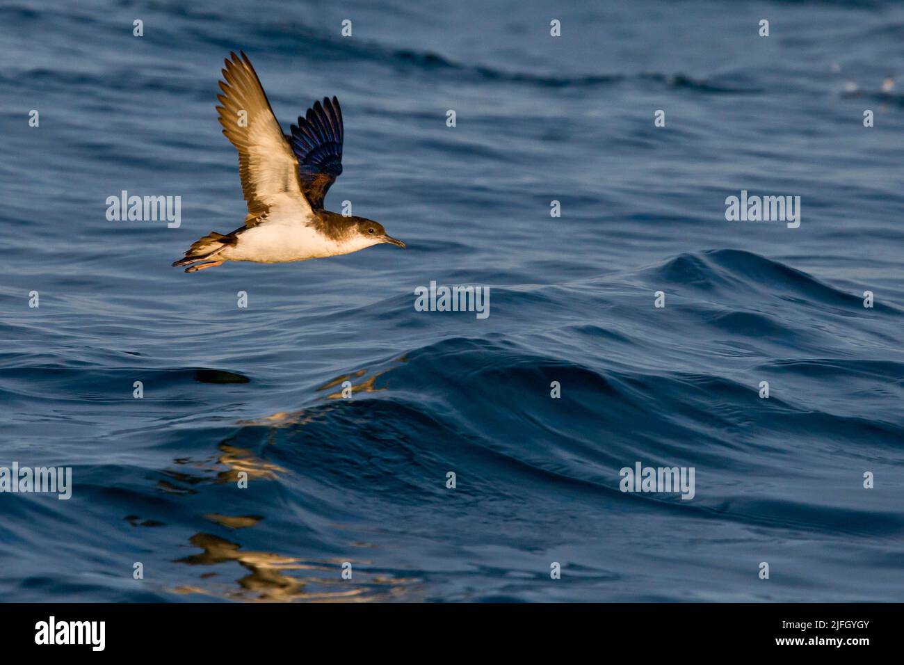 Manx Shearwater (Puffinus puffinus) im Flug vor Skomer Island, Pembrokeshire, Wales, Großbritannien Stockfoto