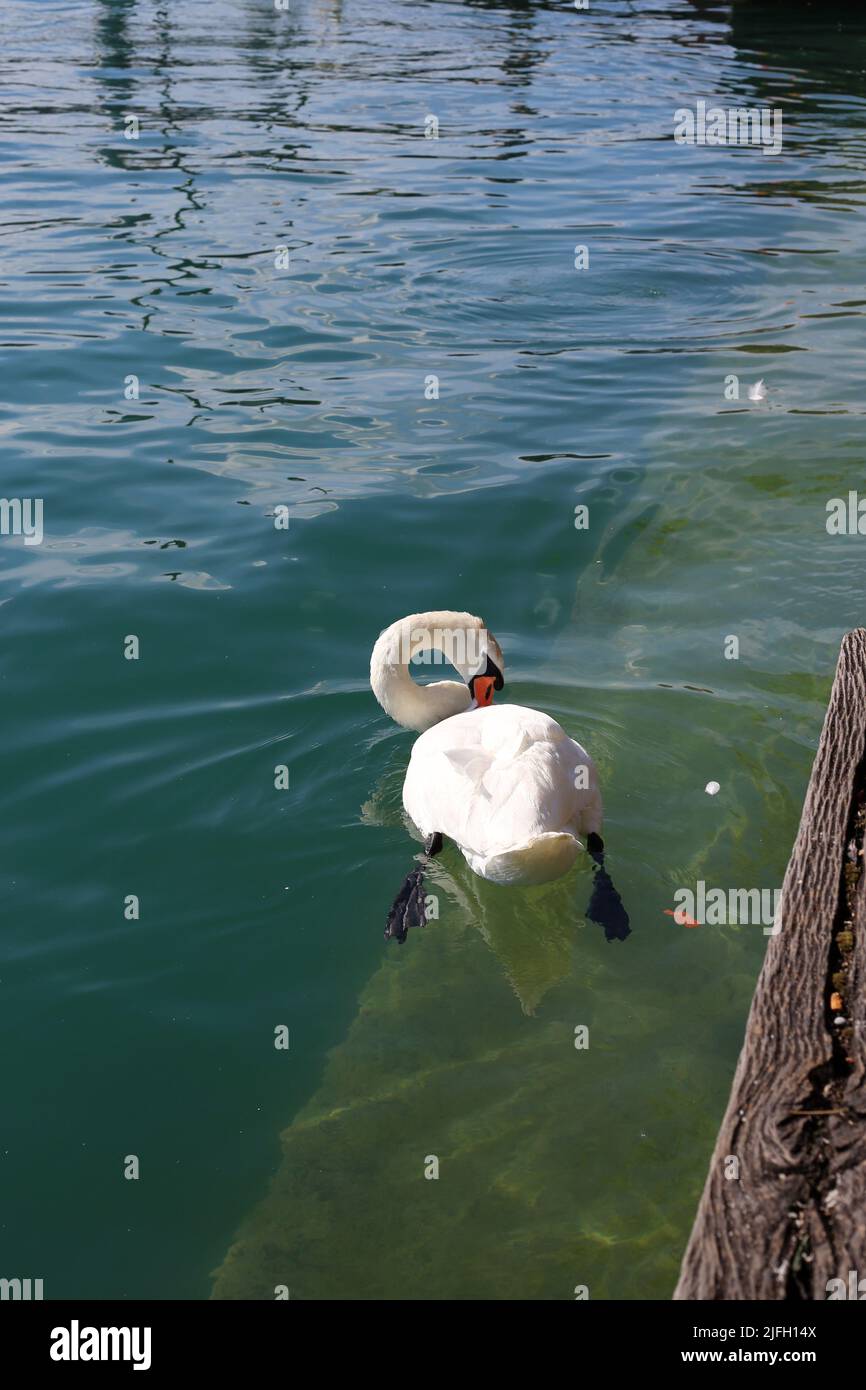 Großer weißer Schwan im blauen Wasser in Zürich, Schweiz. Schöner Vogel, der an einem sonnigen Sommertag auf der Wasseroberfläche schwimmt. Farbbild. Stockfoto