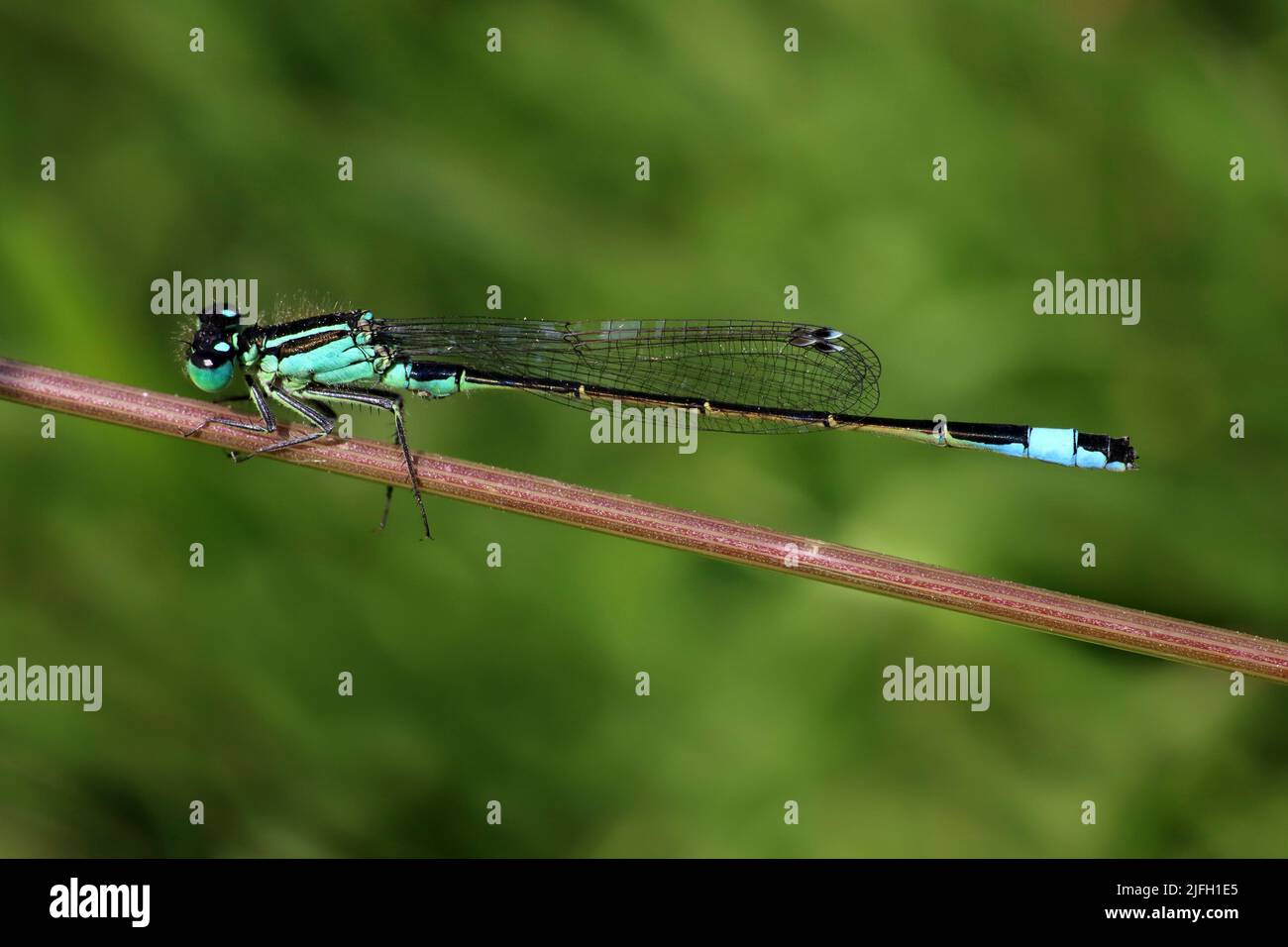 Blau-tailed Damselfly Ischnura elegans Stockfoto
