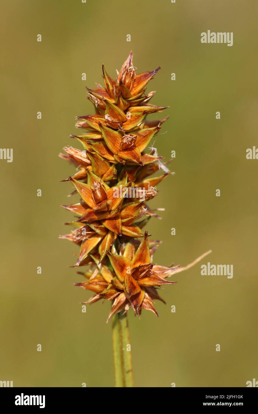 Falsche Fuchs-Segge Carex otrubae Stockfoto