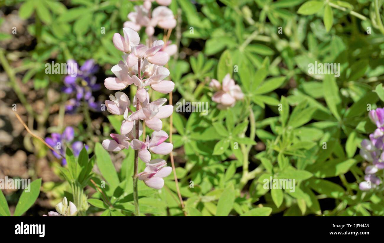 Schöne Lupine Blume mit grünem Hintergrund. Auch bekannt als Lupinus texensis, albus. Entdeckt in Ooty, indien Stockfoto