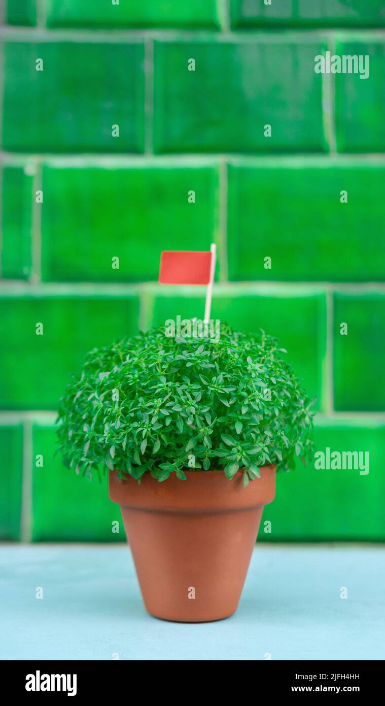 Manjerico Pflanze mit Flagge gegen grüne Fliese Stockfoto