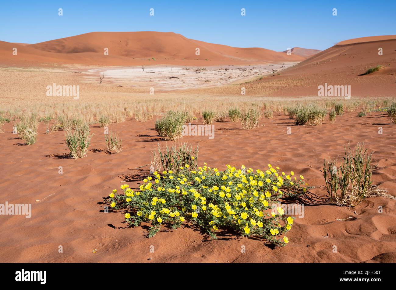 Gelbe Blüten in Deadvlei, Namib-Naukluft National Park, Namibia, Afrika. Stockfoto