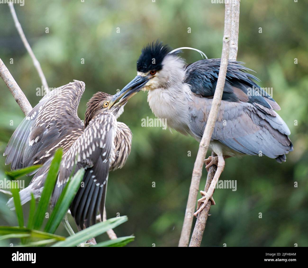 Schwarz-gekrönter Nachtreiher Vogel, der das Baby auf dem Nest füttert und ausgebreitete Flügel mit einem unscharfen Hintergrund in seiner Umgebung zeigt. Heron Familie. Hochformat Stockfoto