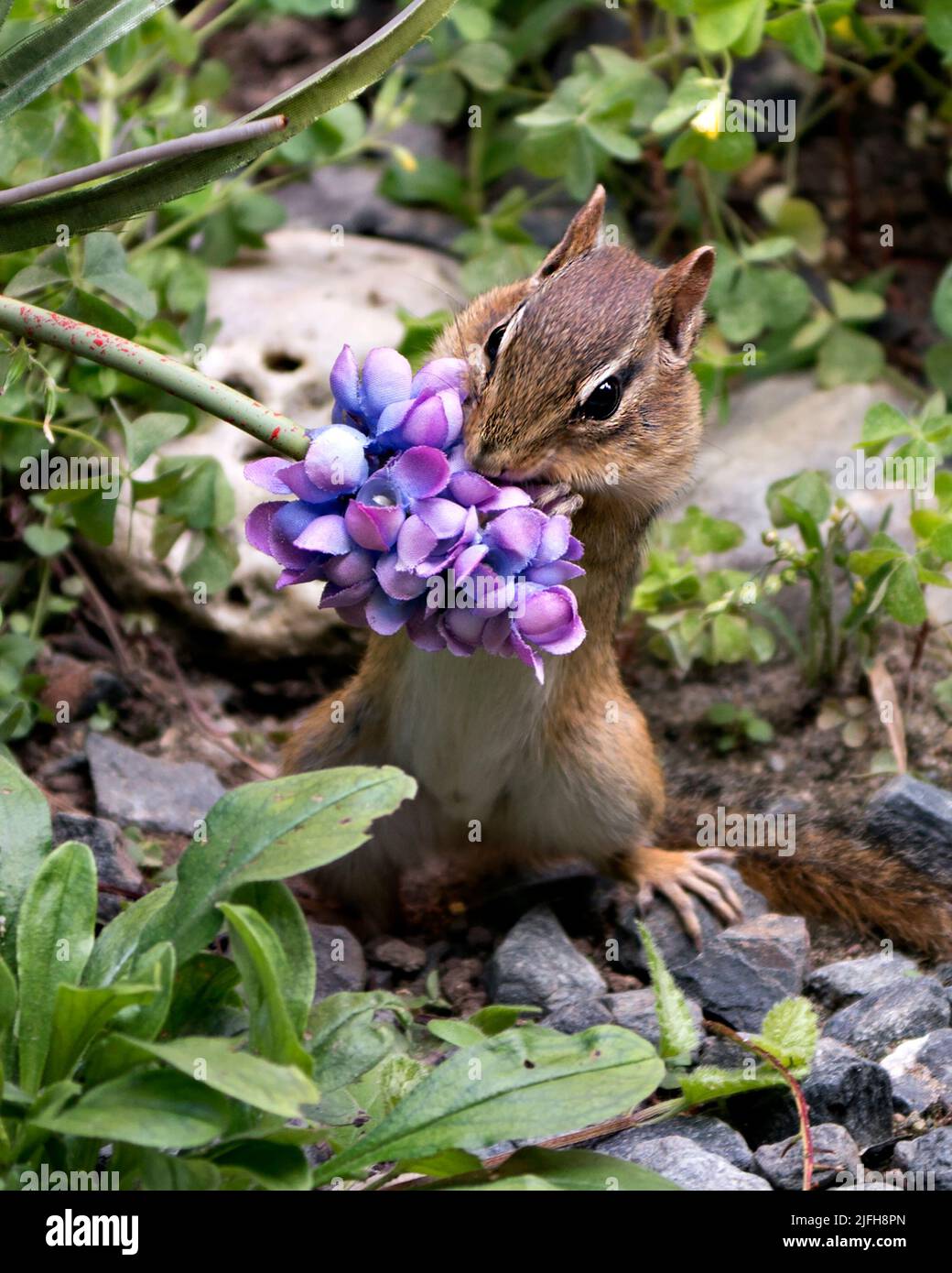 Chipmunk Nahaufnahme Profilansicht spielen und riechen eine Blume in seiner Umgebung und Lebensraum mit Wildblumen, Felsen und Laub Hintergrund. Stockfoto