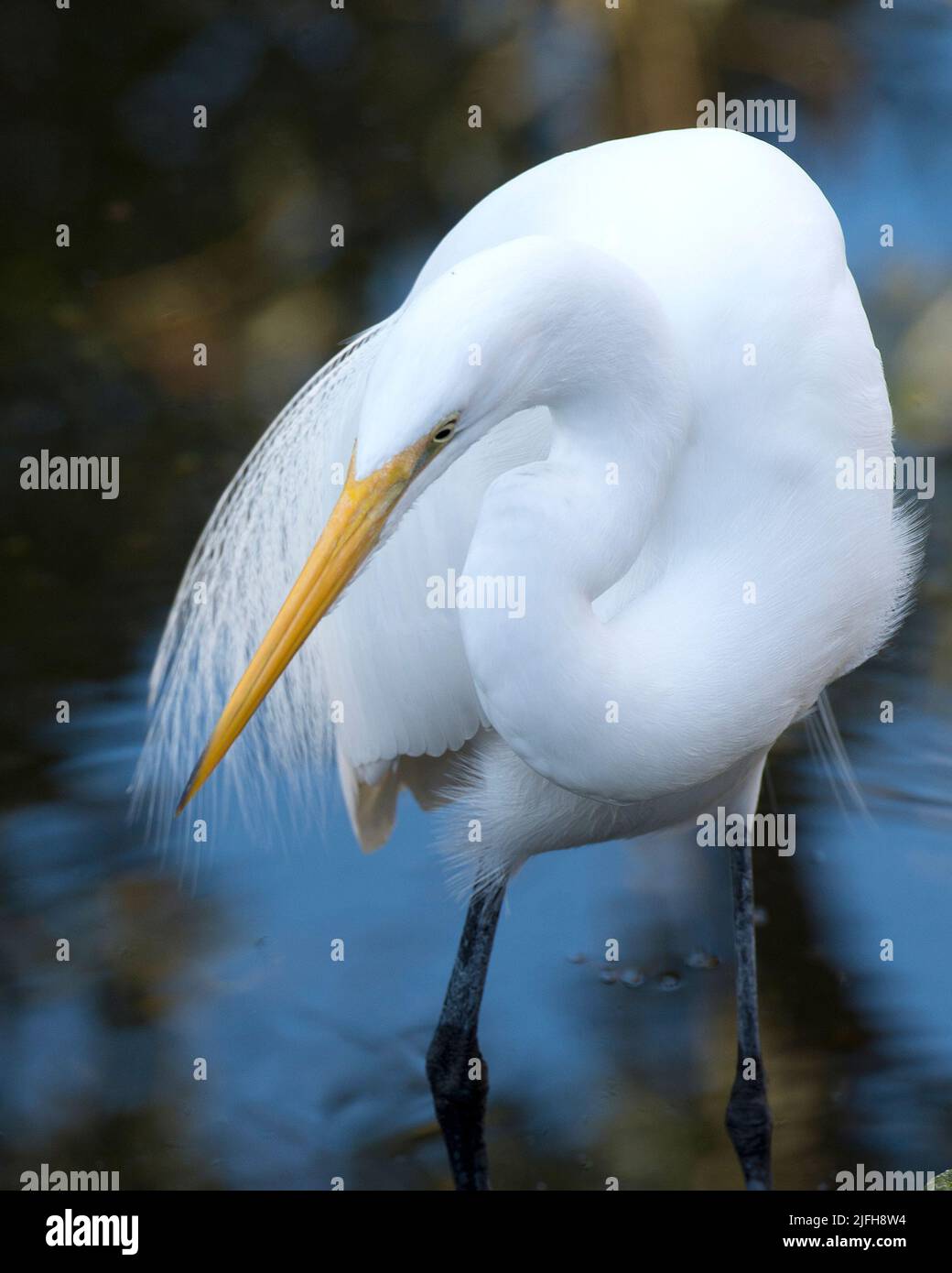 Großer Weißer Reiher Nahaufnahme Profil im Wasser stehend in seiner Umgebung und Lebensraum Umgebung mit einem verschwommenen Wasser Hintergrund. Silberreiher. Stockfoto