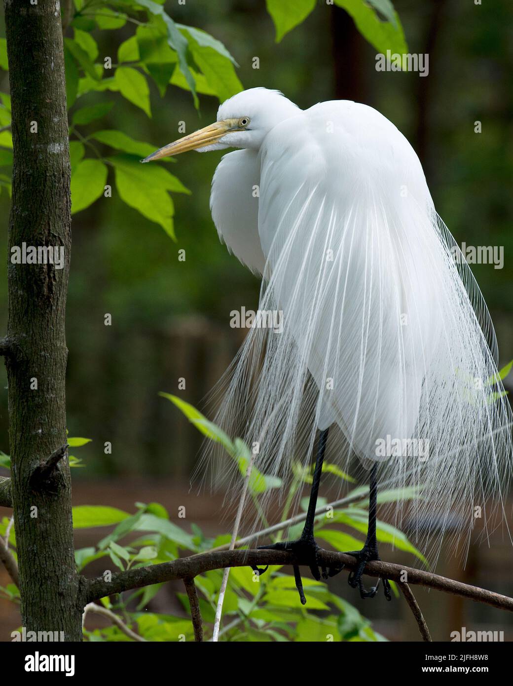 Tolle Nahaufnahme des Weissen Reihers mit unscharfem Hintergrund, mit langem gelben Schnabel, Auge, weißem Federgefieder und unscharfem Hintergrund. Reiher Stockfoto