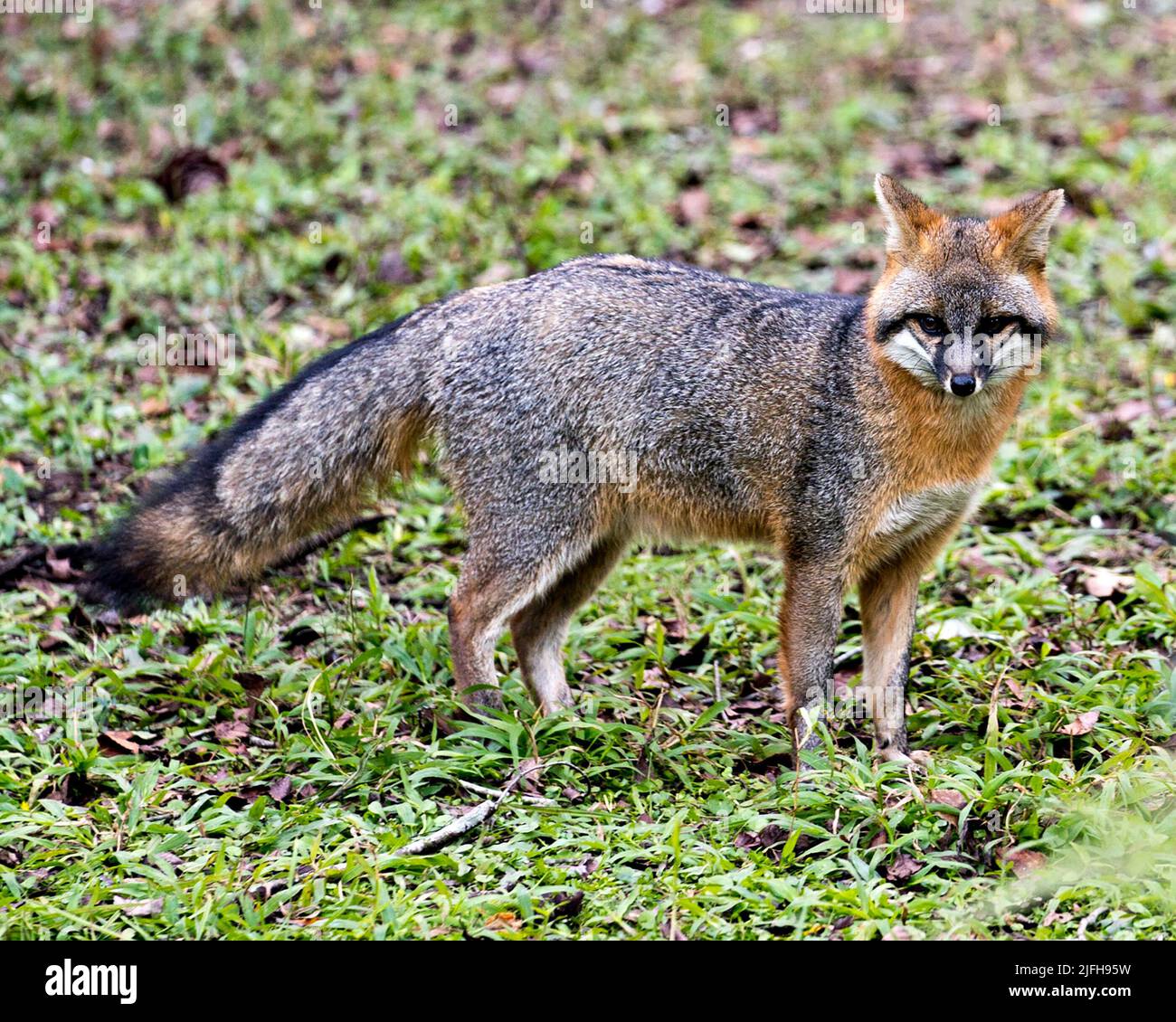 Grauer Fuchs, der auf einem Feld Nahrungssuche macht, graues Fell, Körper, Kopf, Ohren, Augen, Nase, buschiger Schwanz in seiner Umgebung und Umgebung mit Laubhintergrund Stockfoto